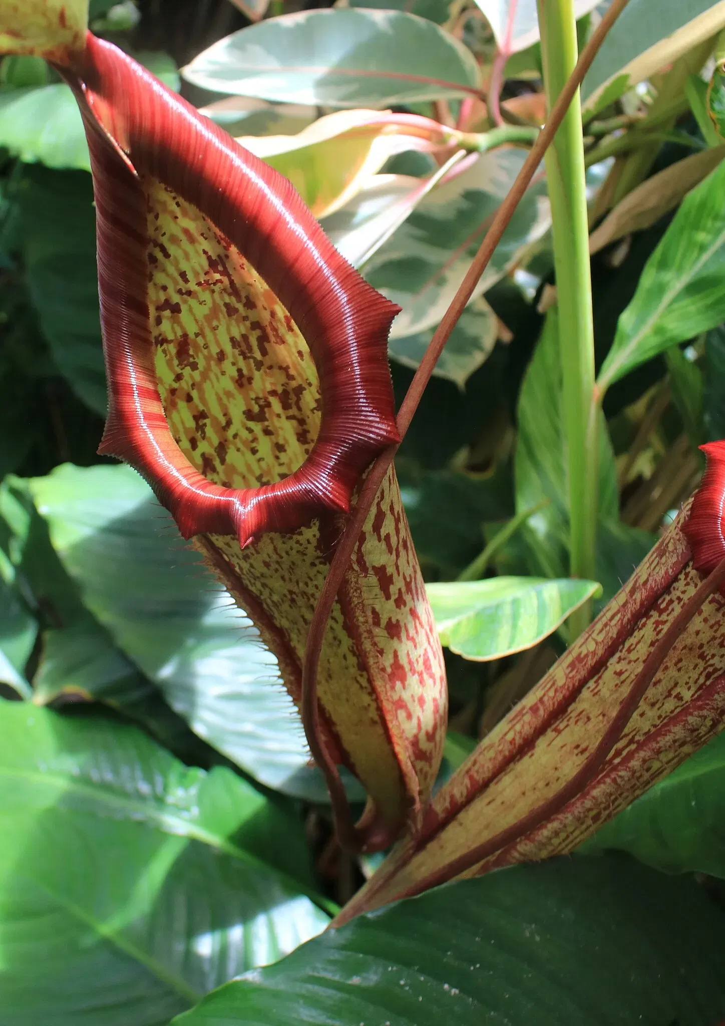 Foster Botanical Garden