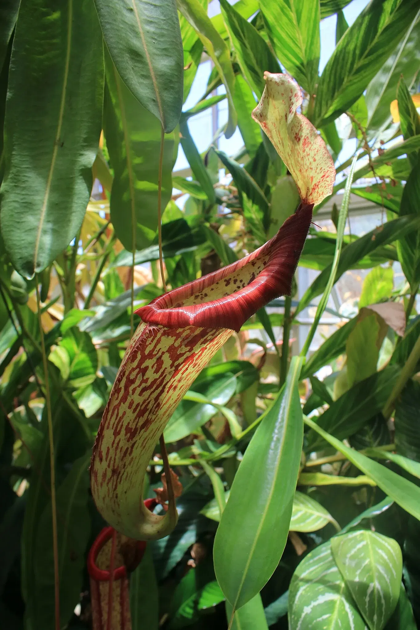 Foster Botanical Garden