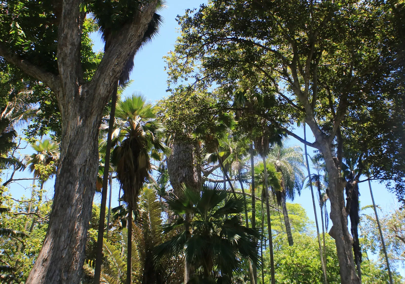 Foster Botanical Garden