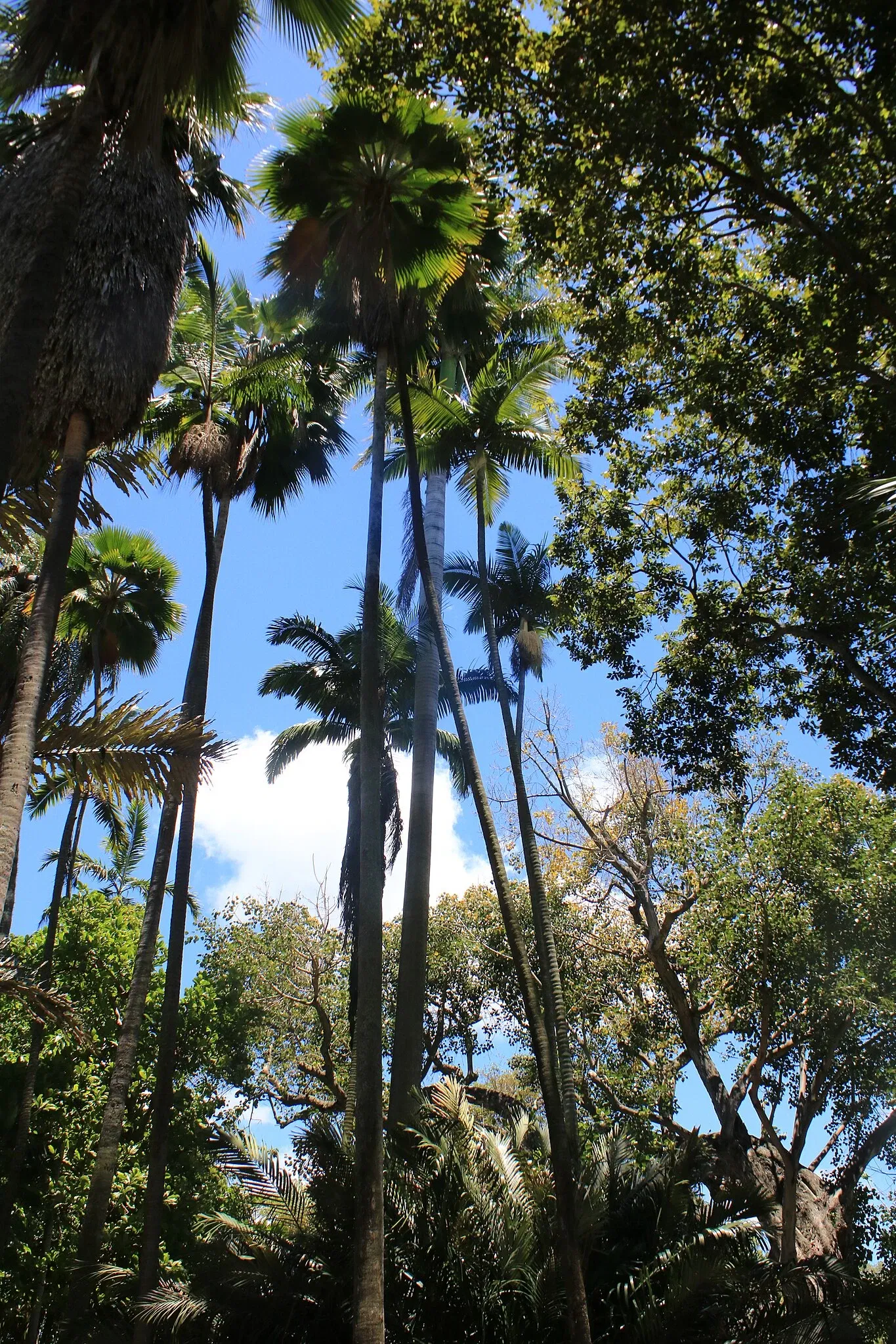 Foster Botanical Garden