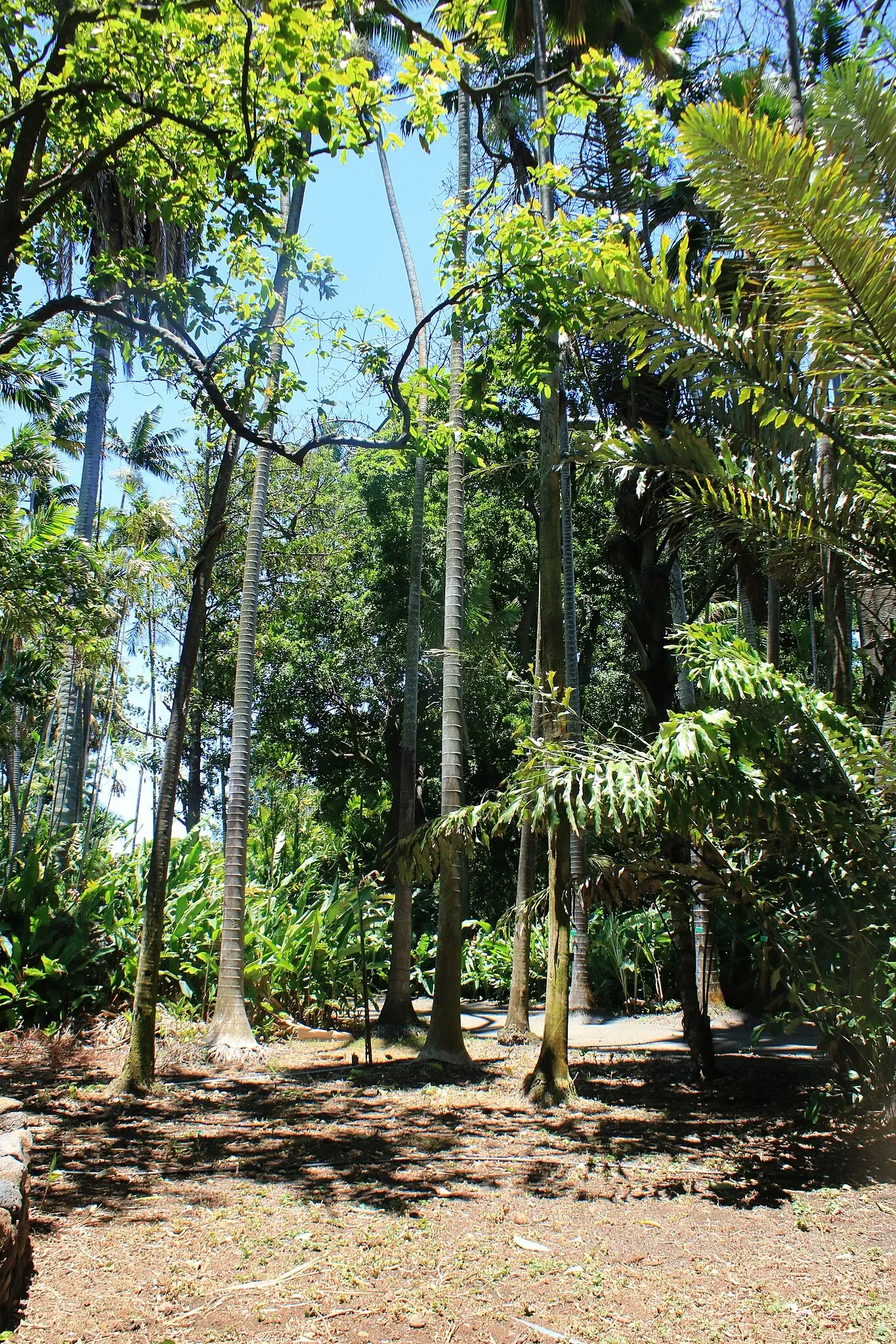 Foster Botanical Garden