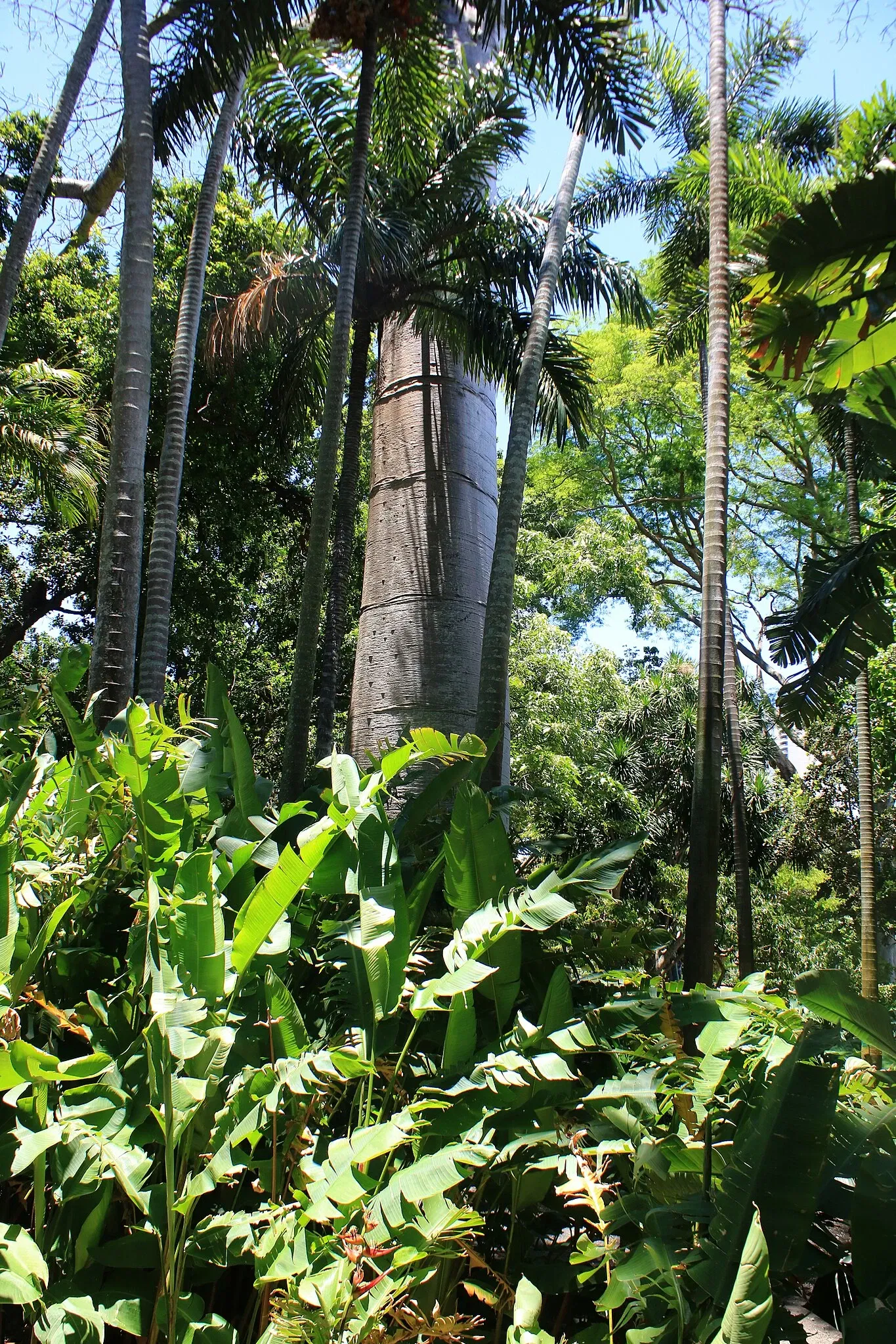 Foster Botanical Garden