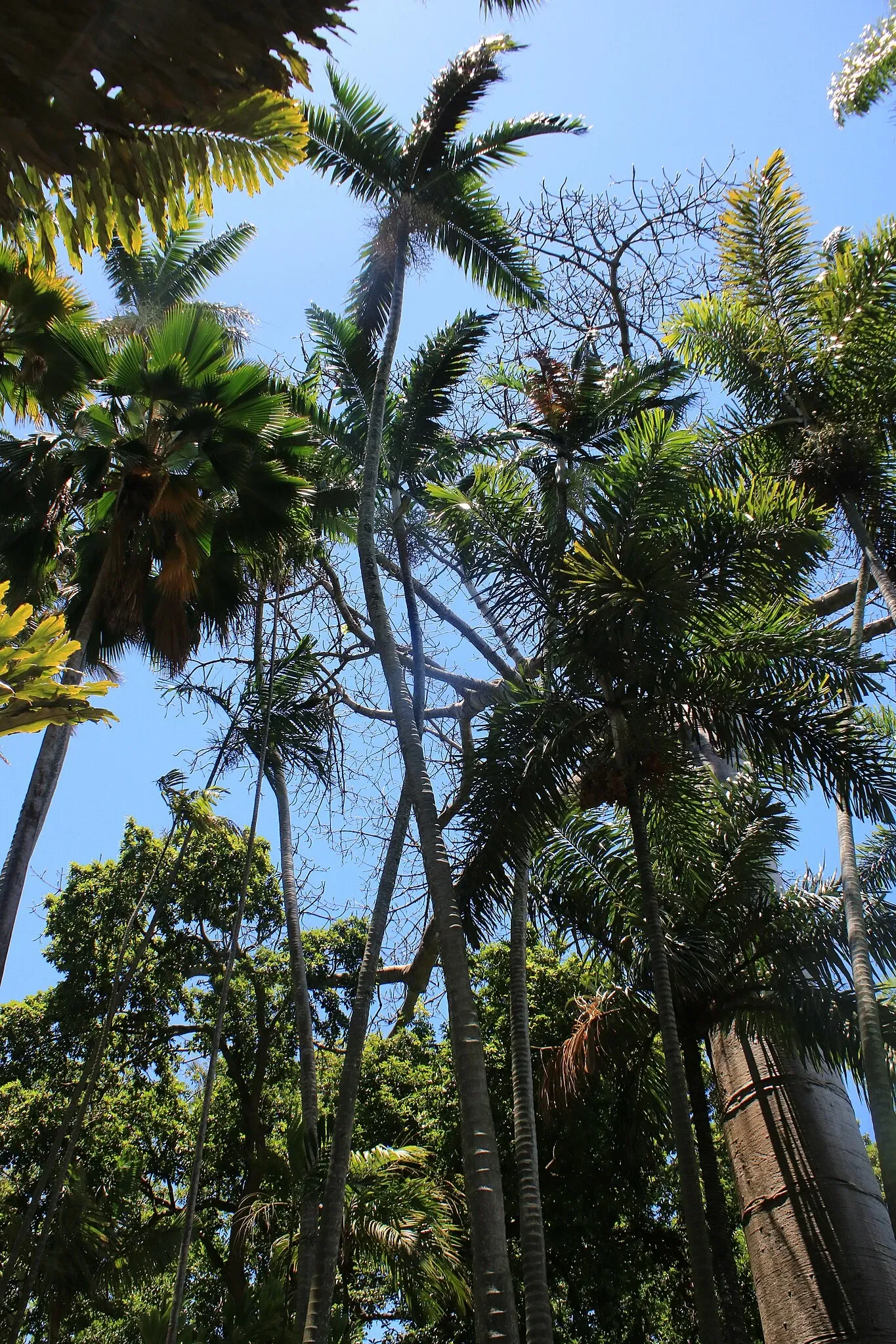 Jardín botánico Foster