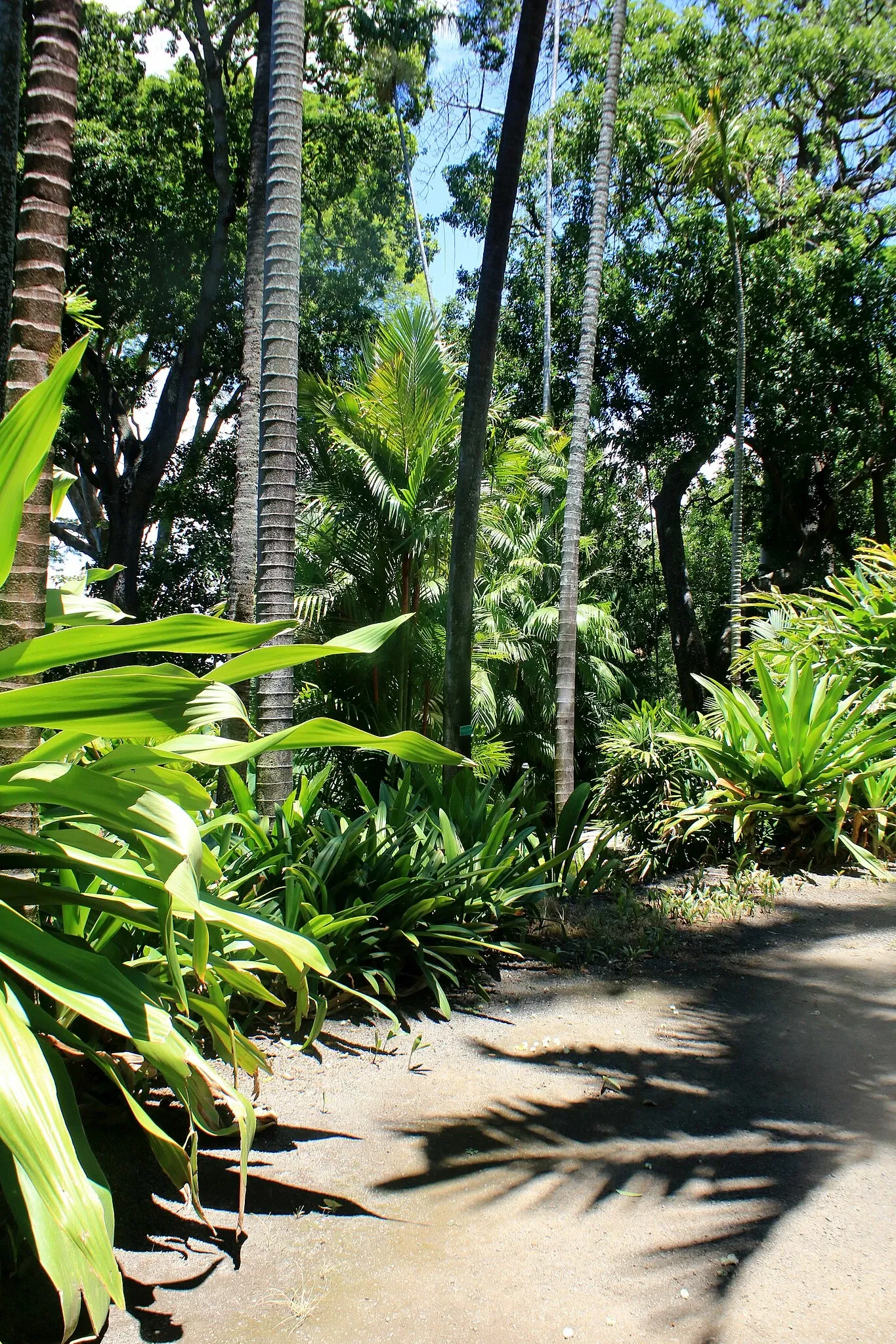 Foster Botanical Garden