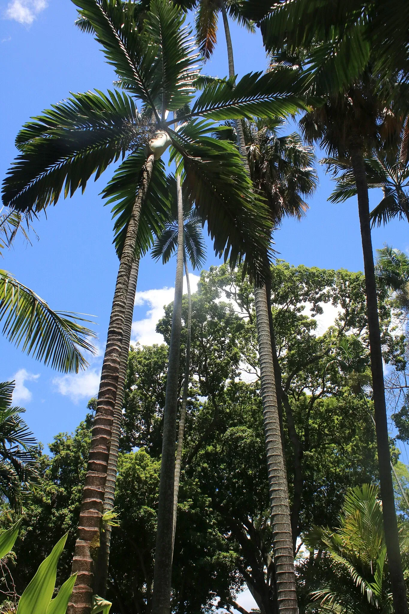 Jardín botánico Foster