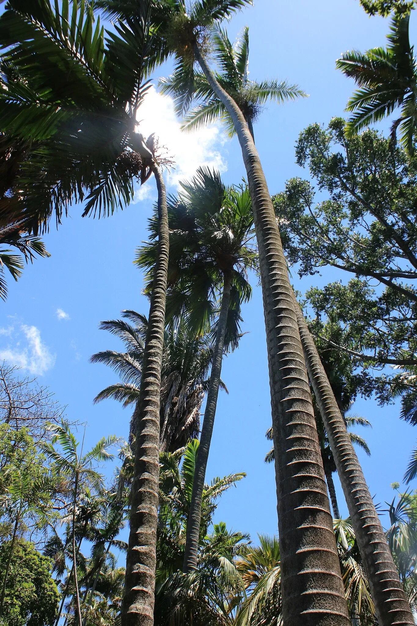 Foster Botanical Garden