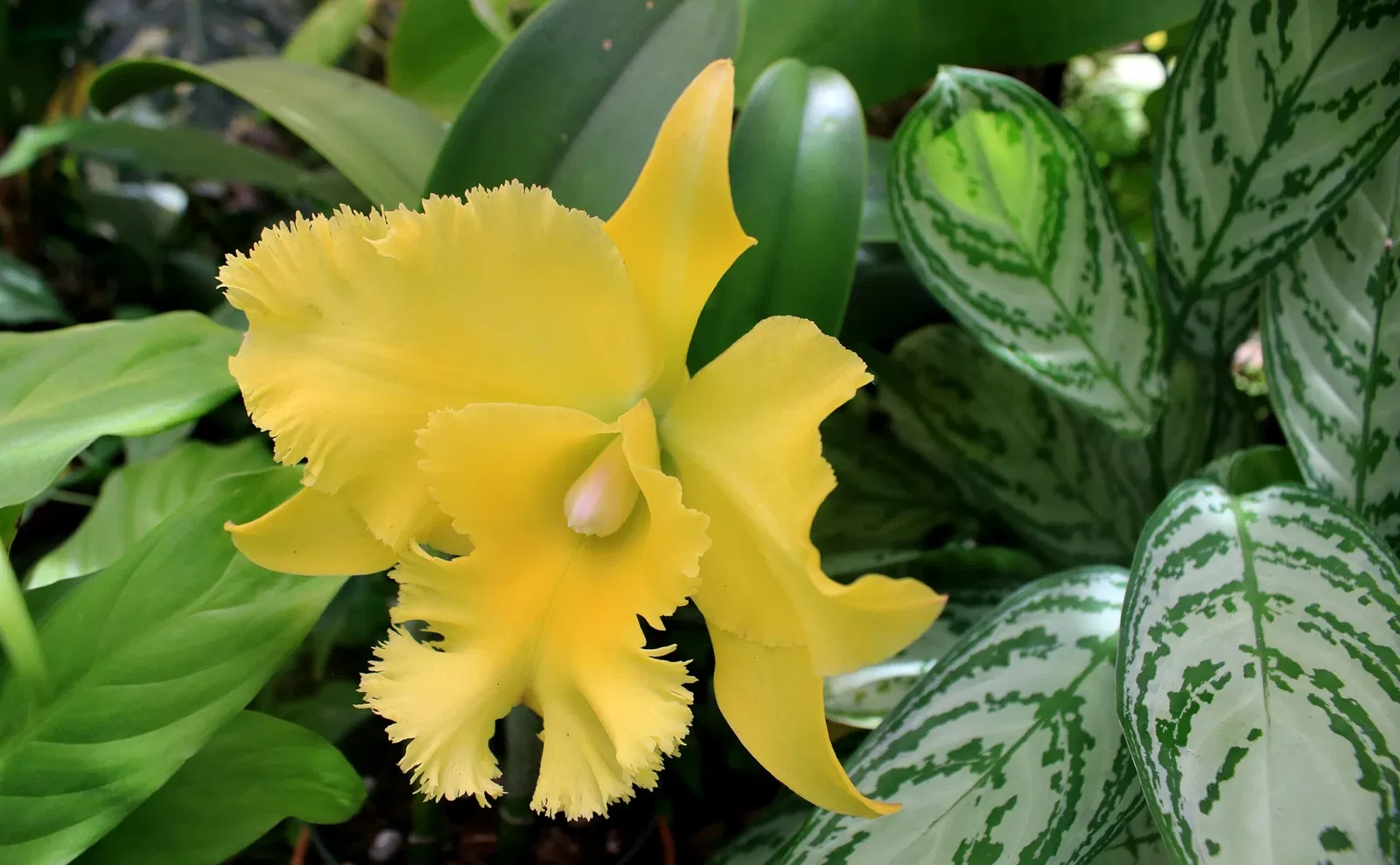 Jardín botánico Foster