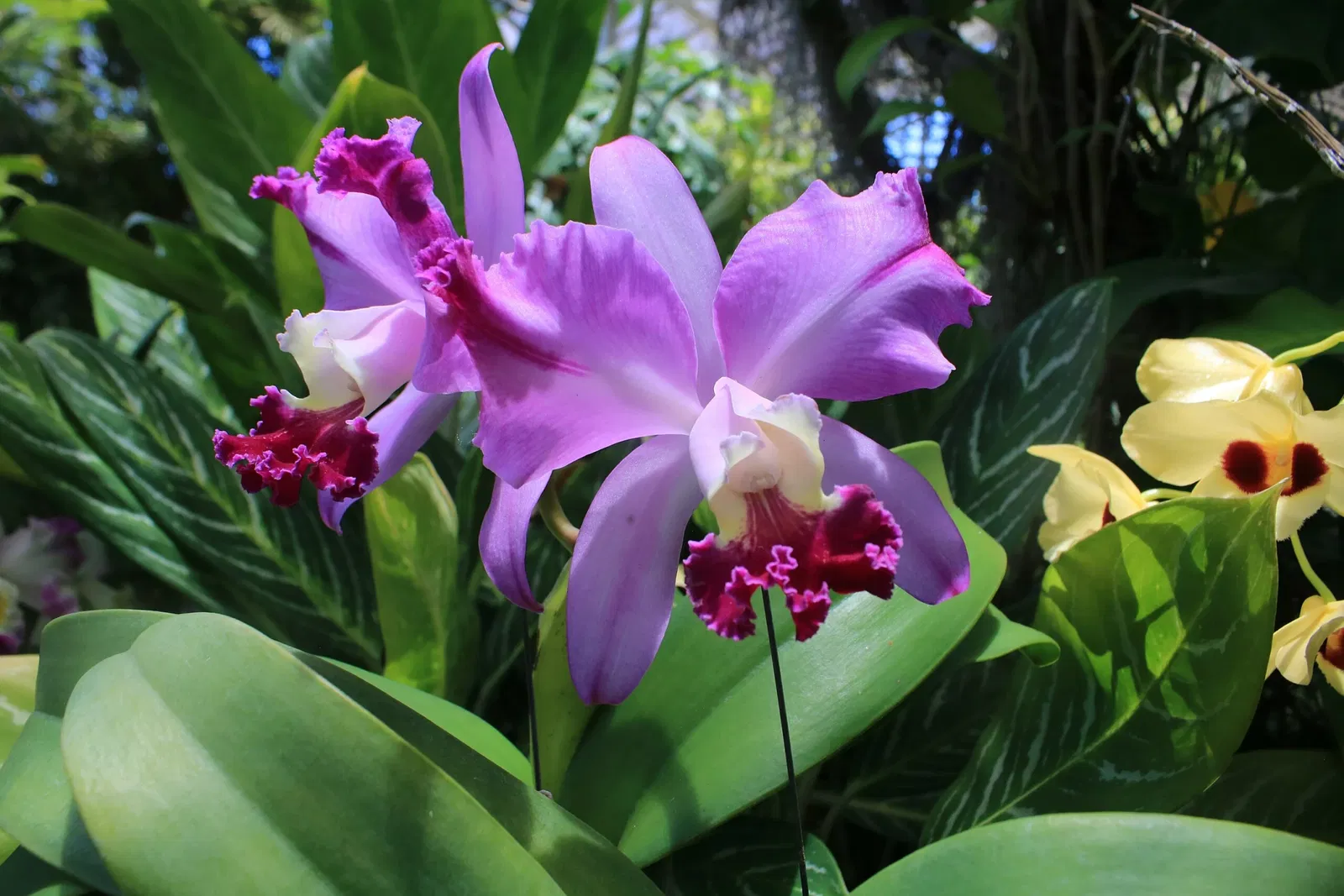 Foster Botanical Garden