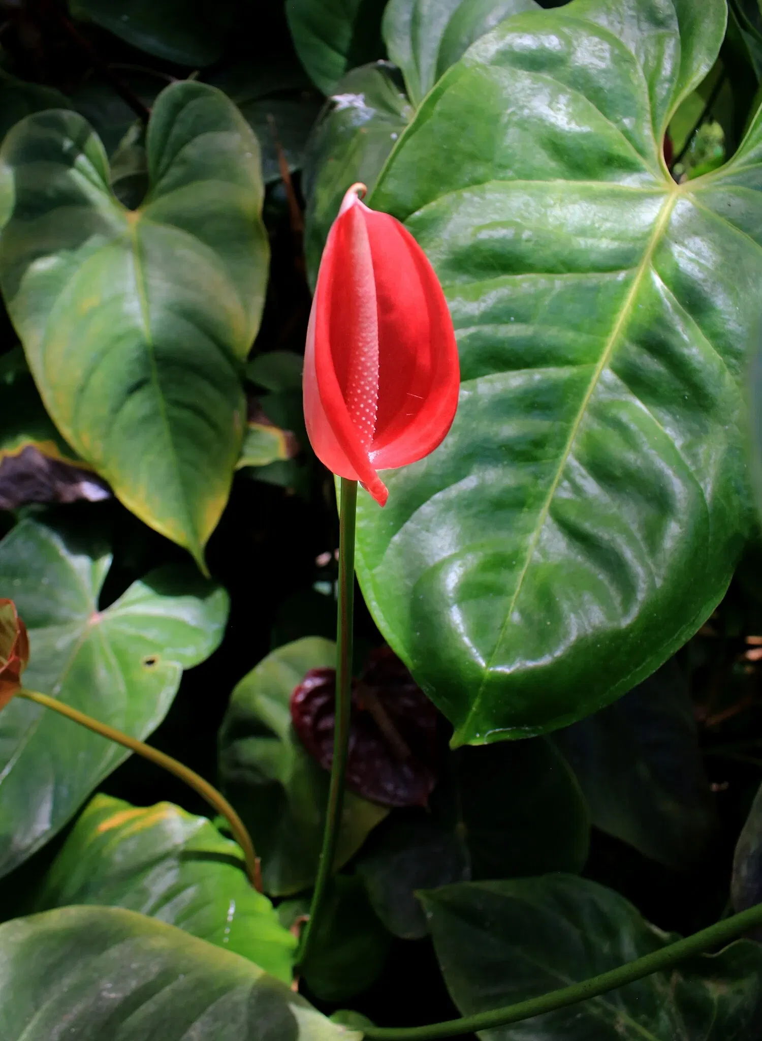 Foster Botanical Garden