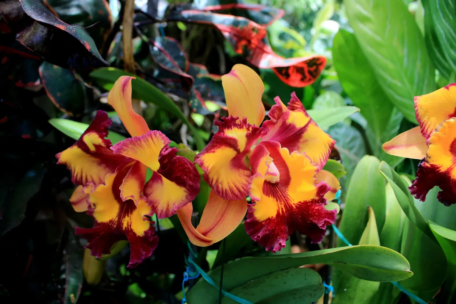 Foster Botanical Garden