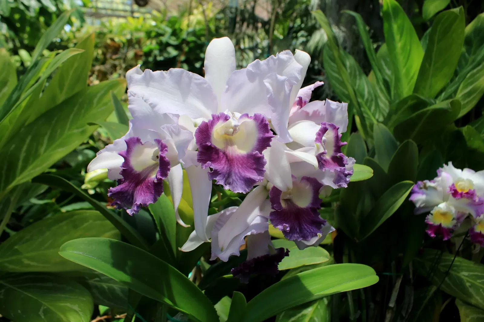 Foster Botanical Garden