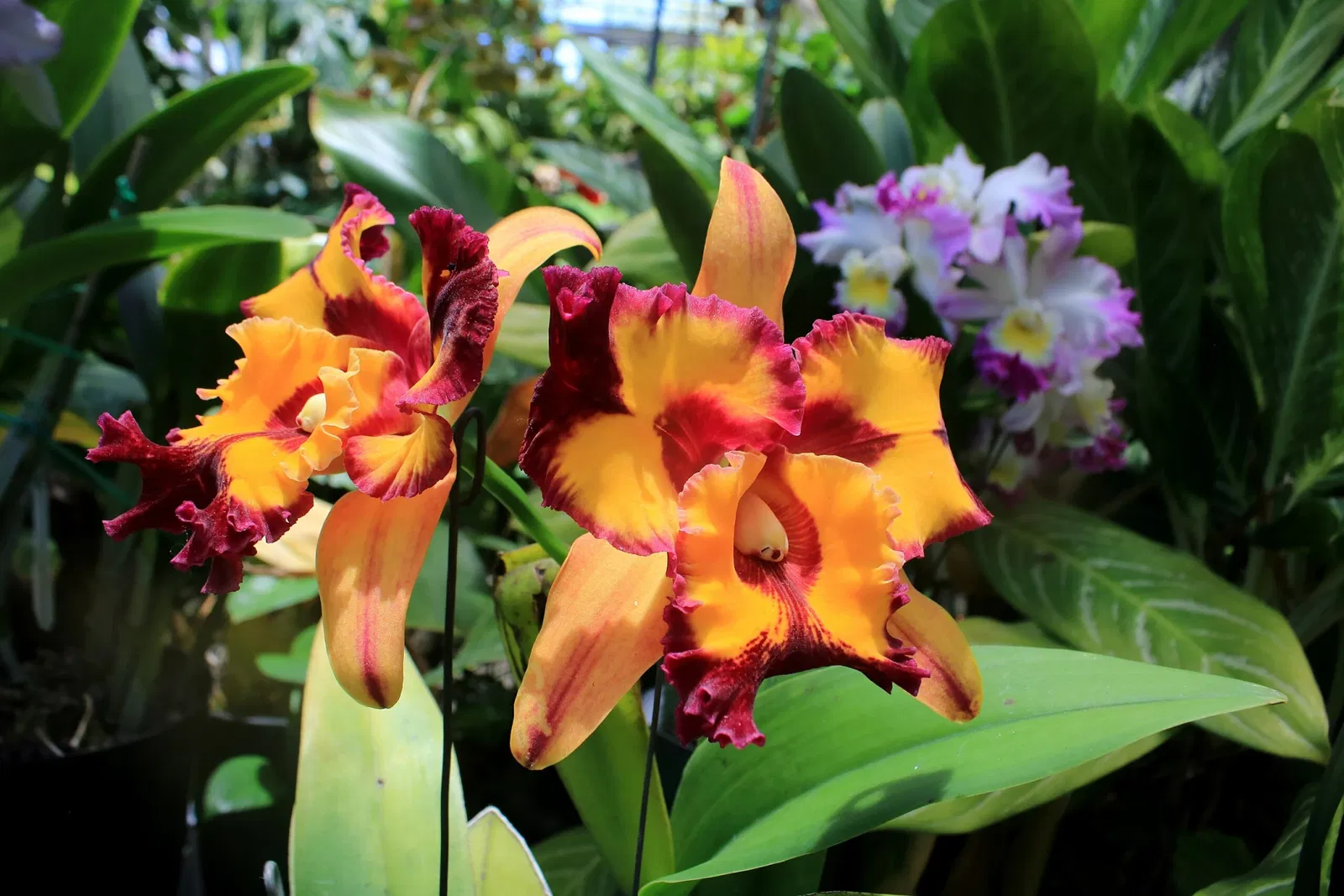 Foster Botanical Garden