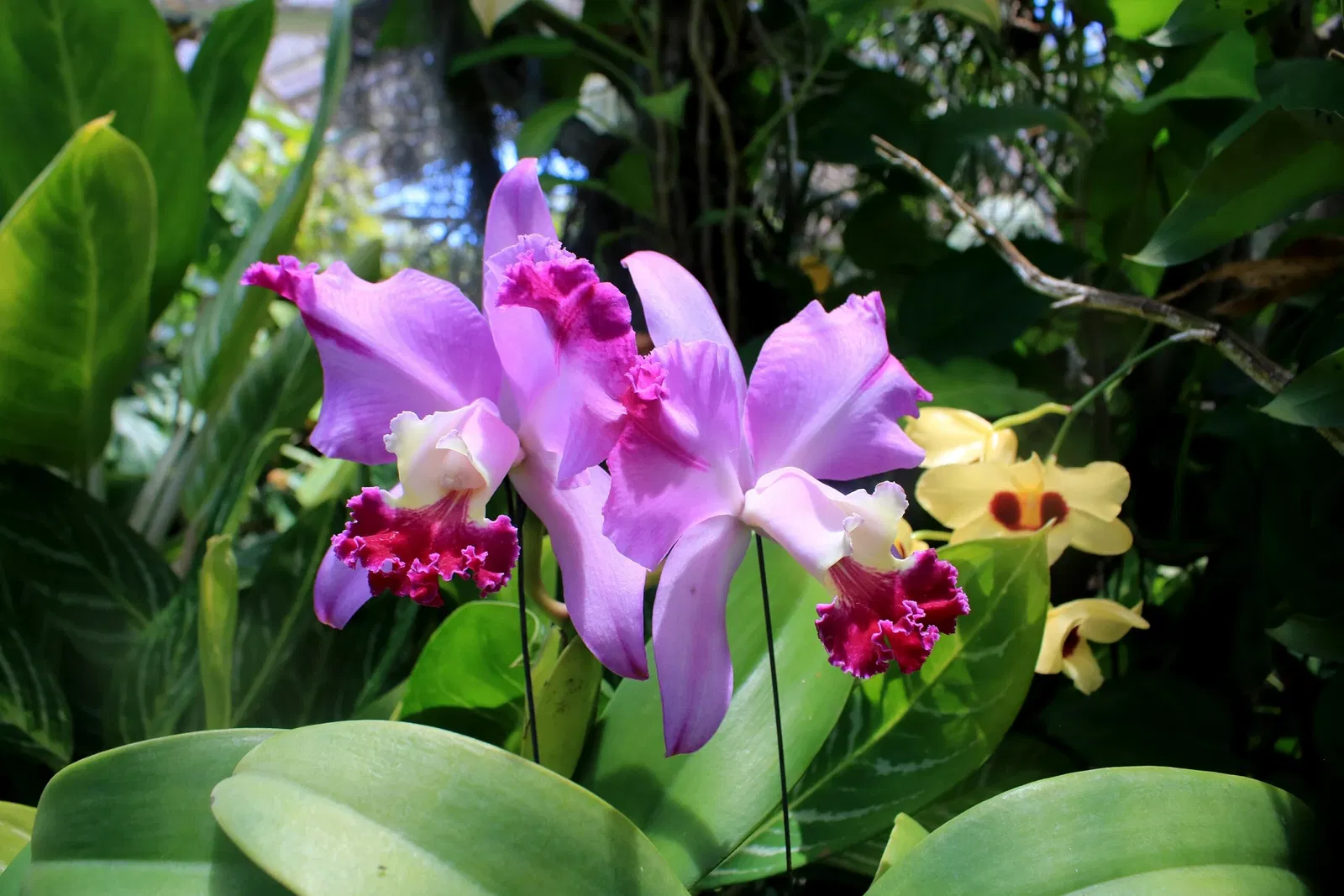Jardín botánico Foster