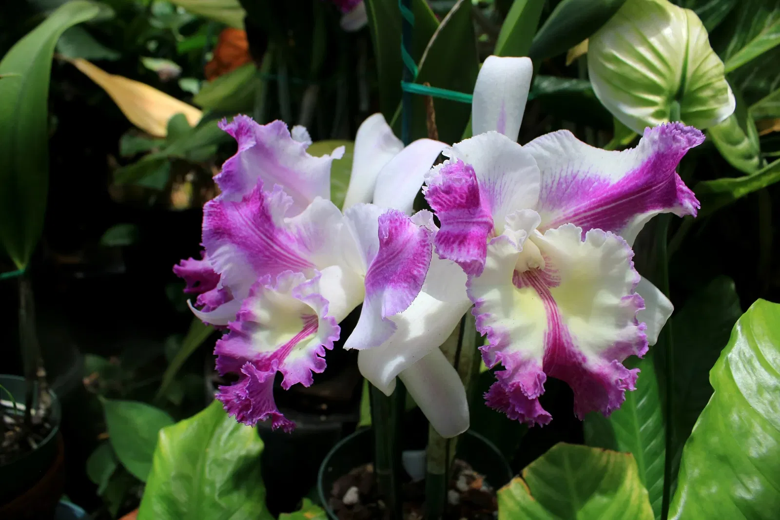 Foster Botanical Garden