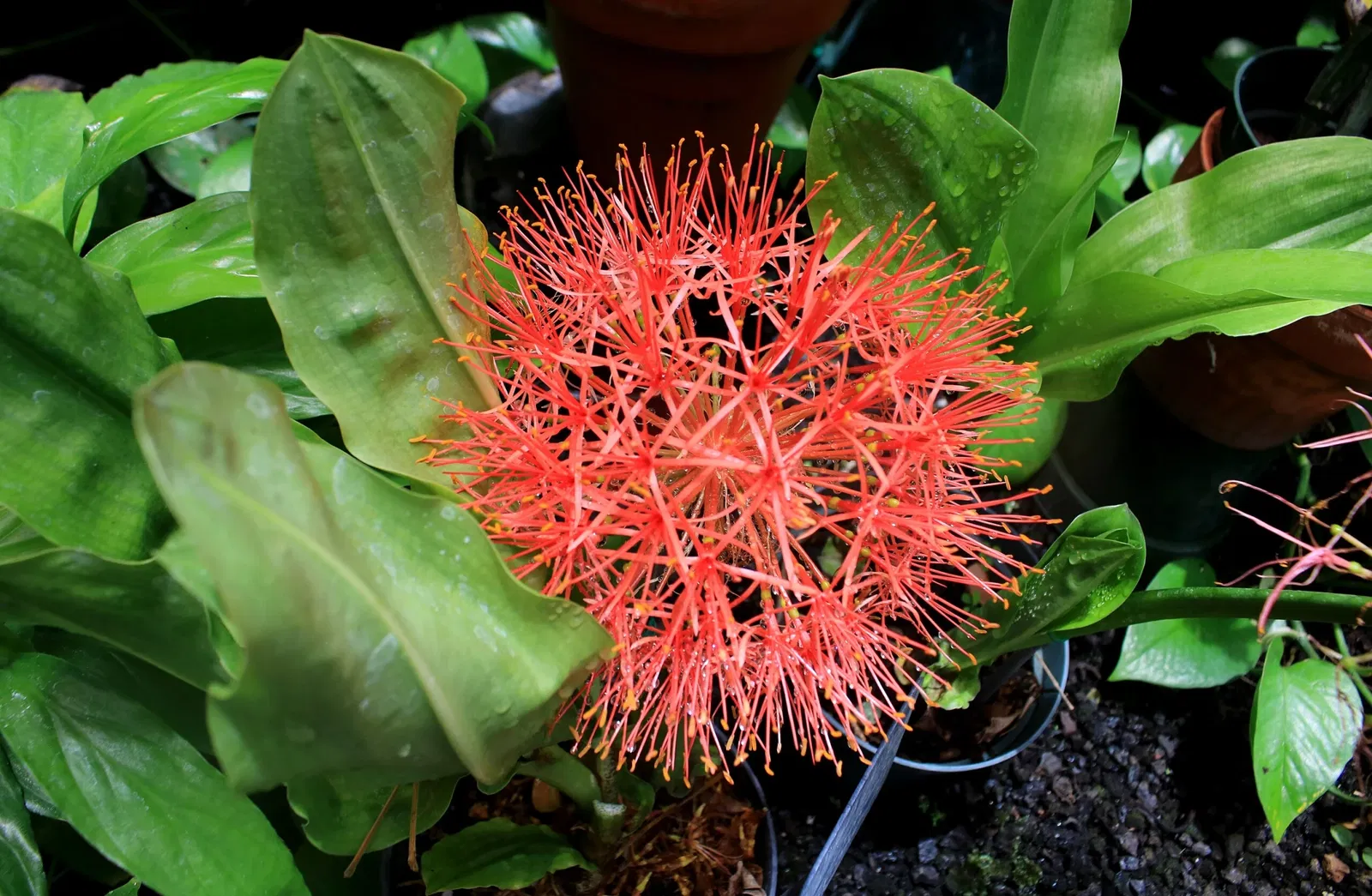 Foster Botanical Garden