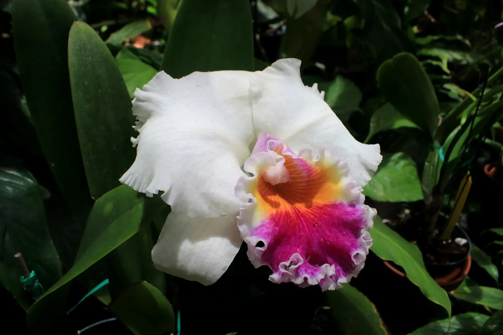 Jardín botánico Foster