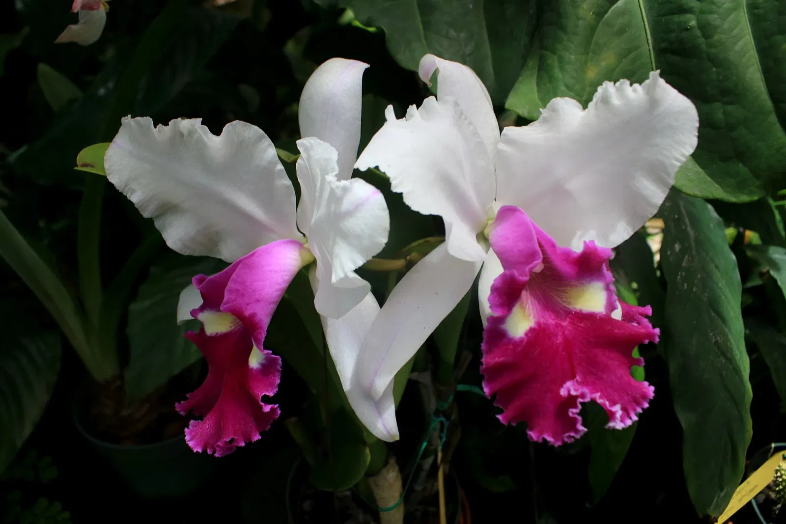 Foster Botanical Garden