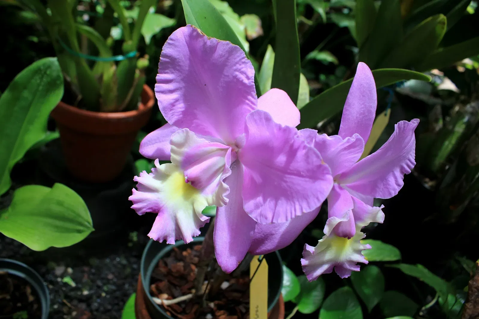 Foster Botanical Garden