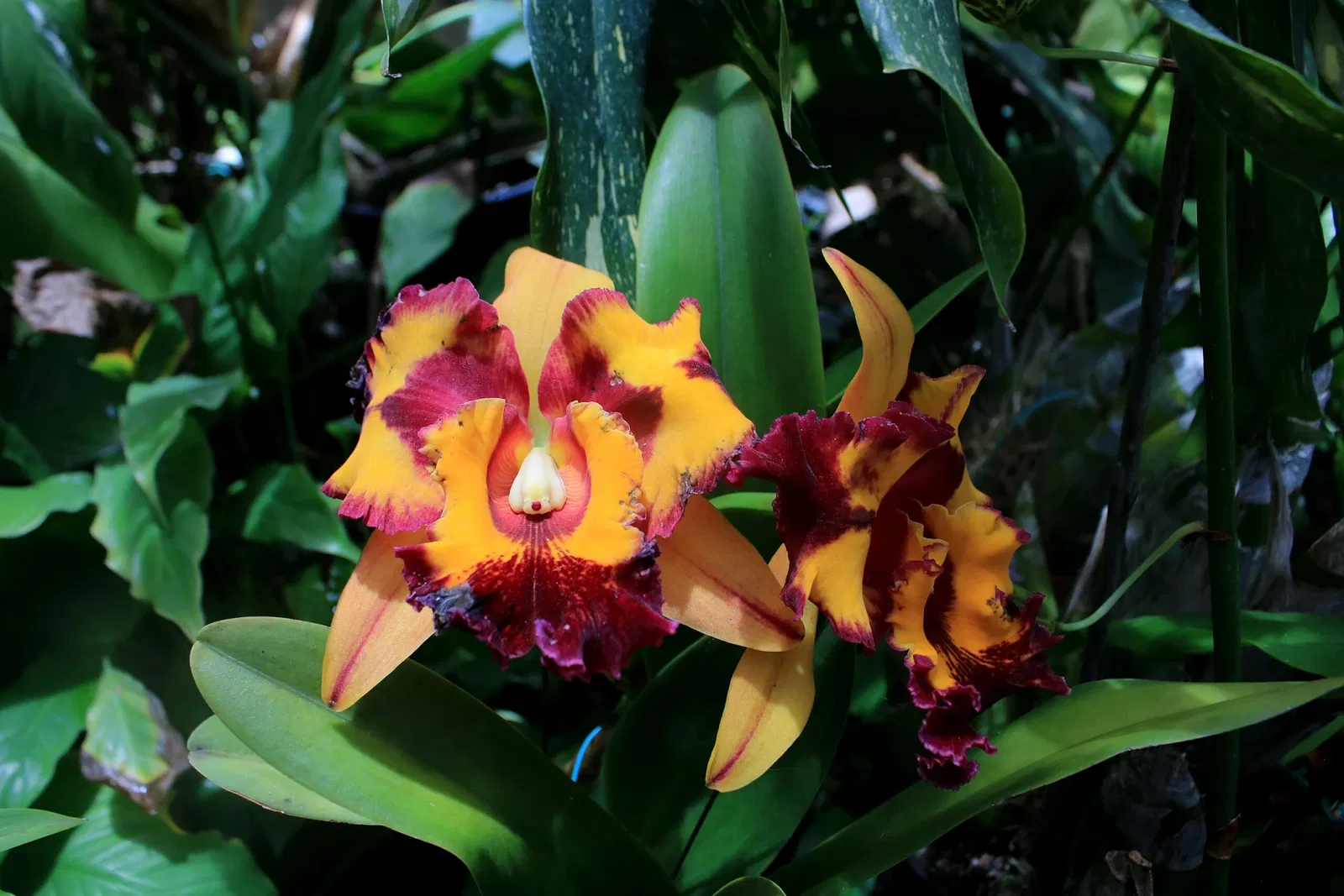 Foster Botanical Garden