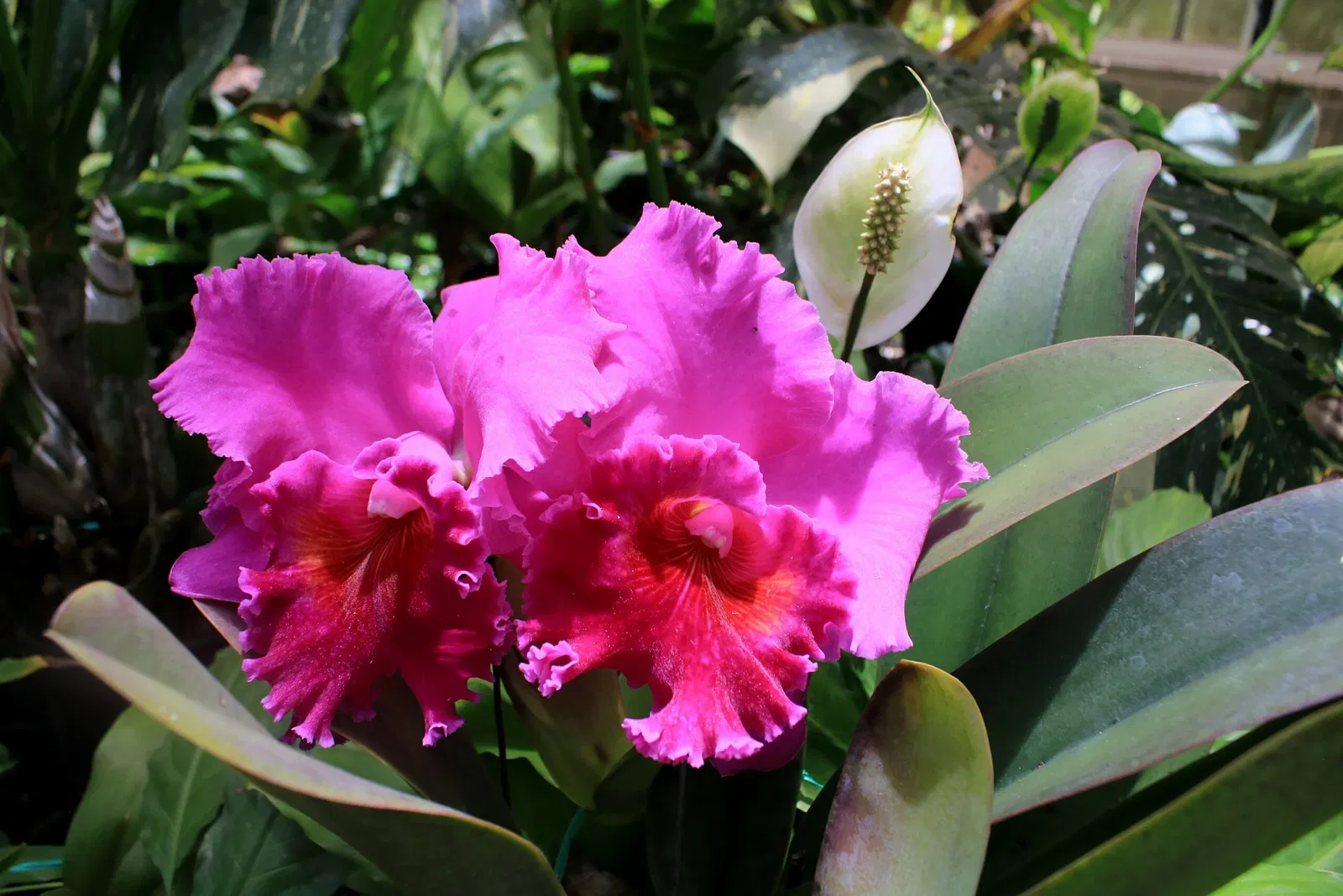 Foster Botanical Garden