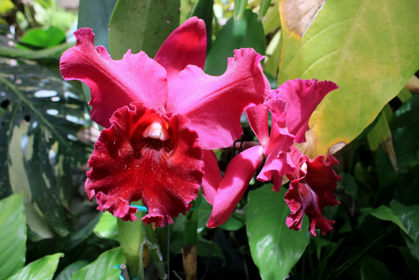 Foster Botanical Garden