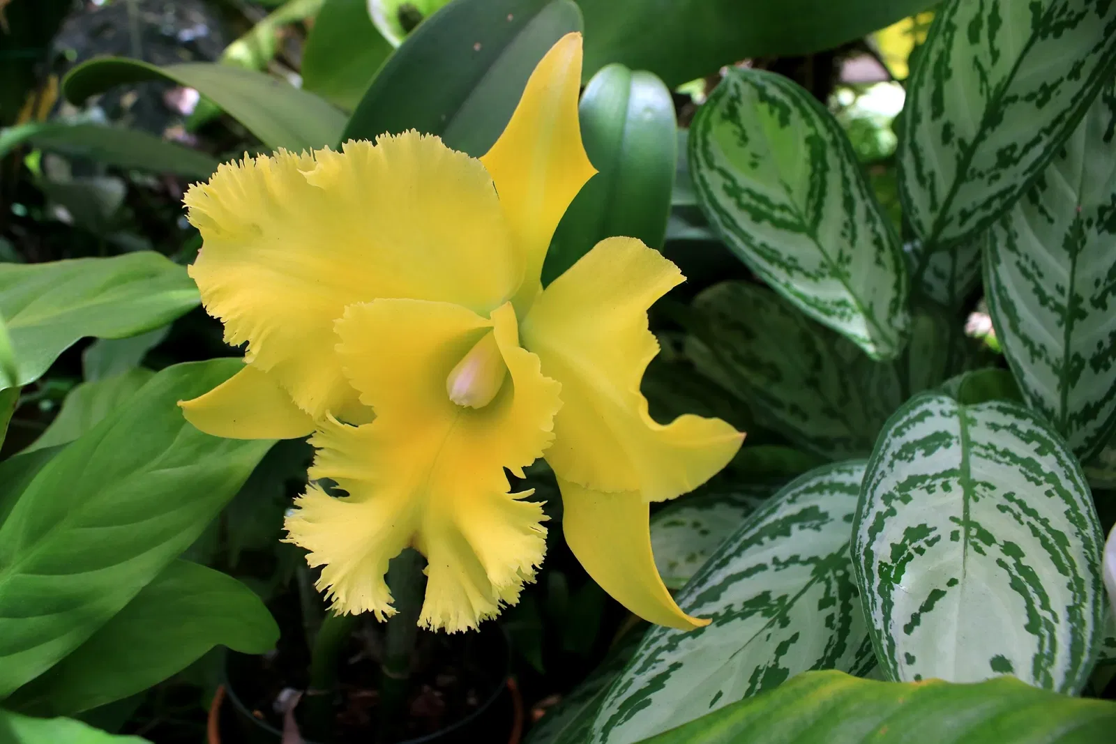 Foster Botanical Garden