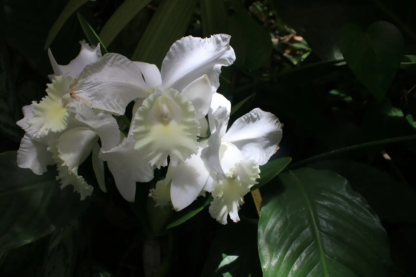 Foster Botanical Garden