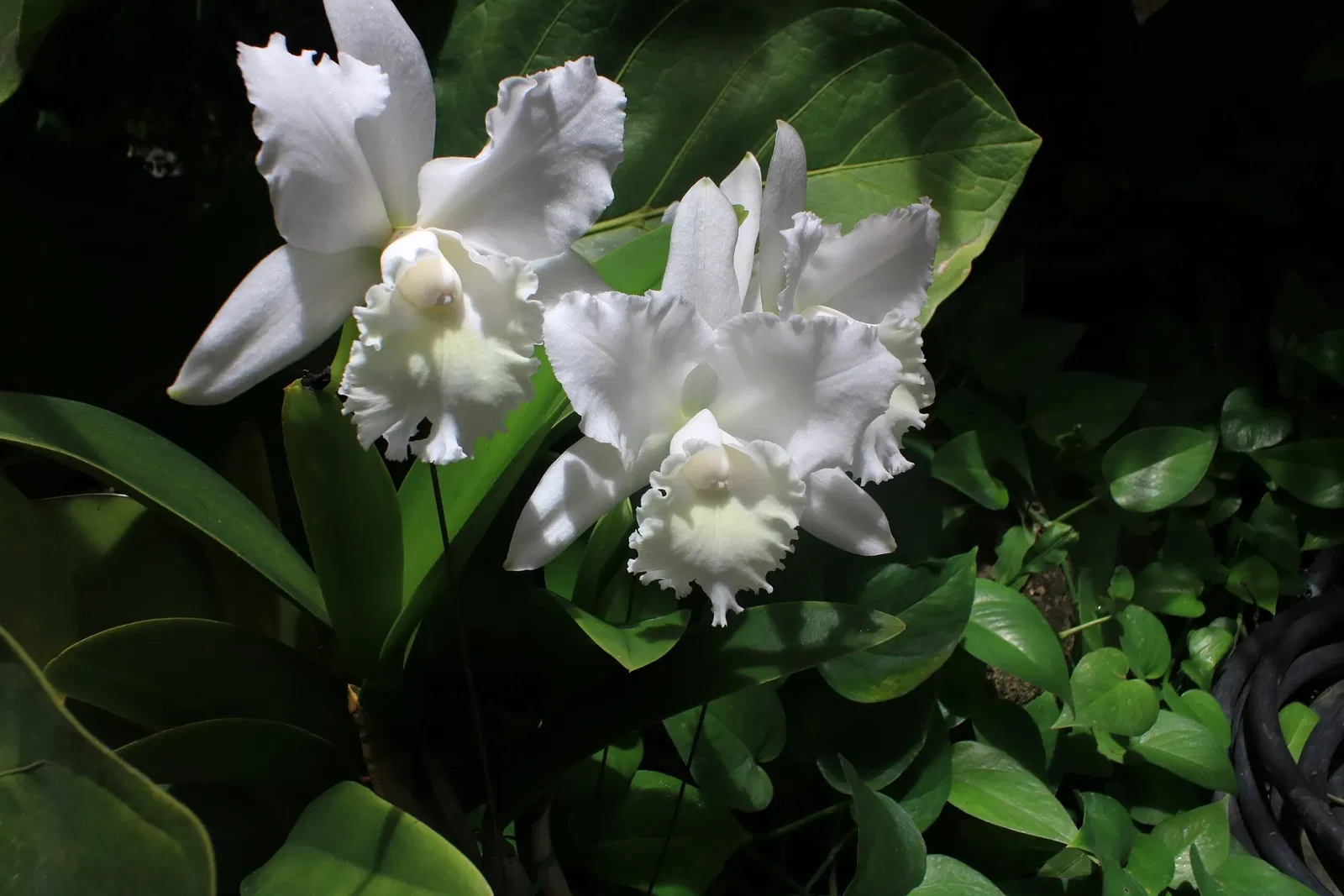 Foster Botanical Garden