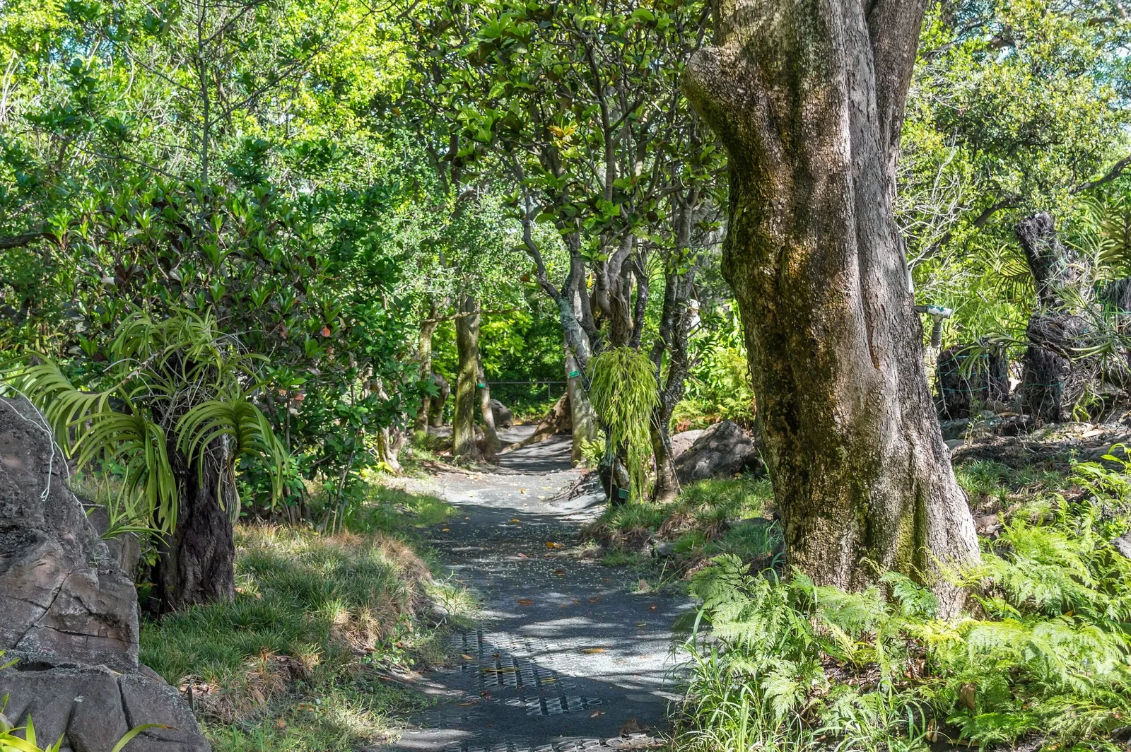Jardín botánico Foster