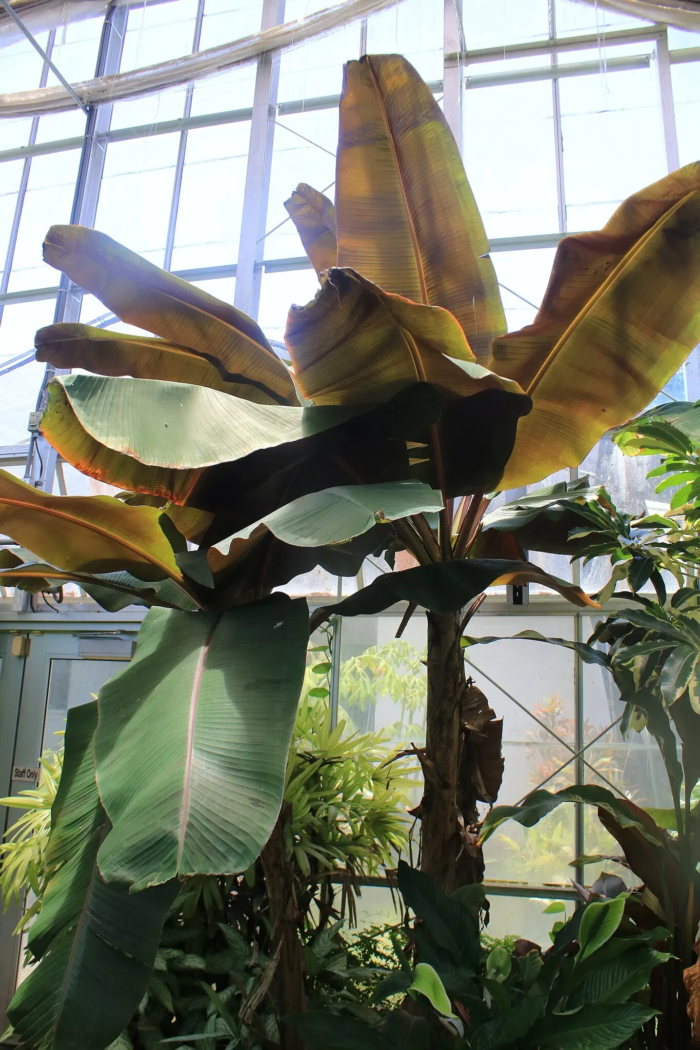 Foster Botanical Garden