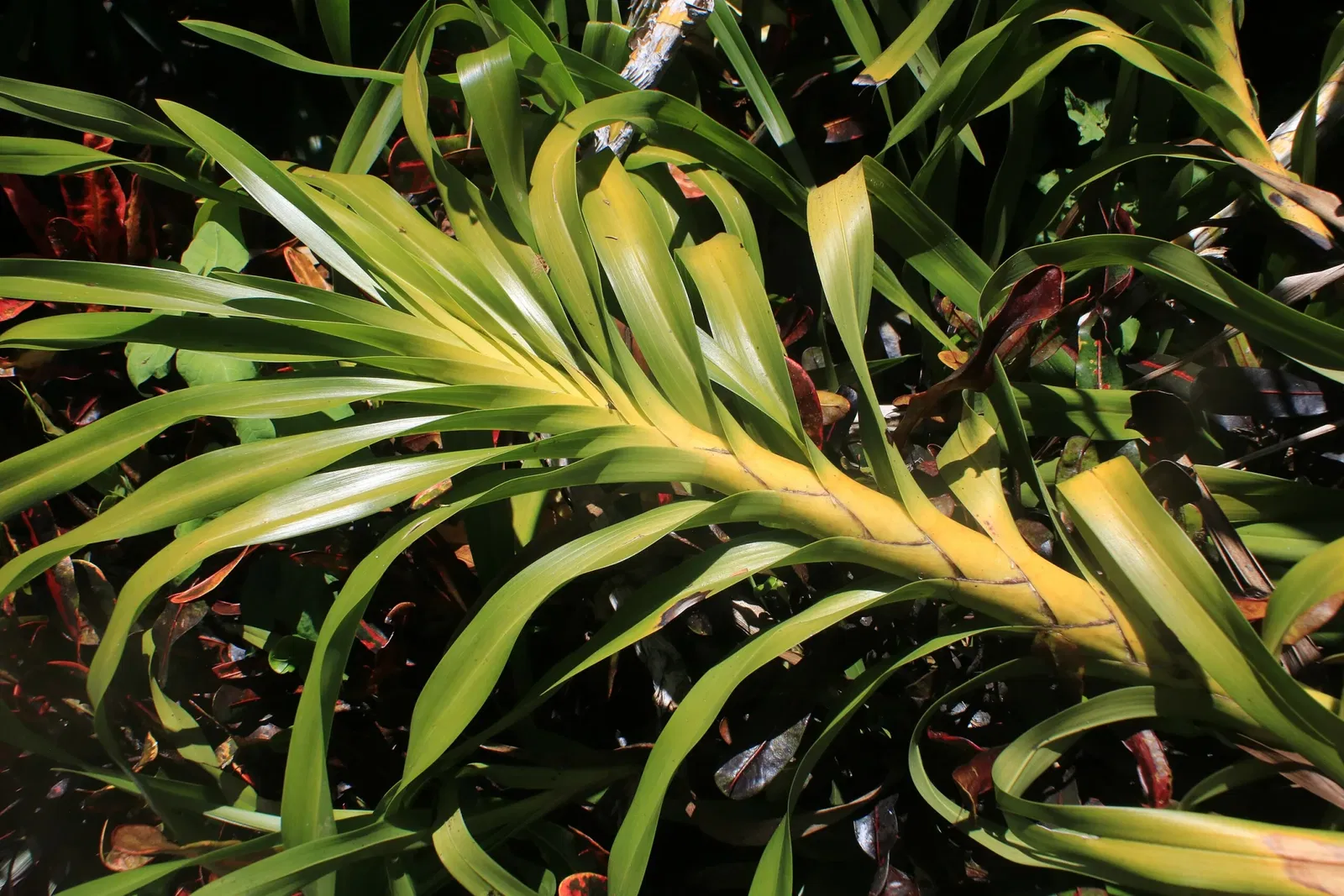 Jardín botánico Foster