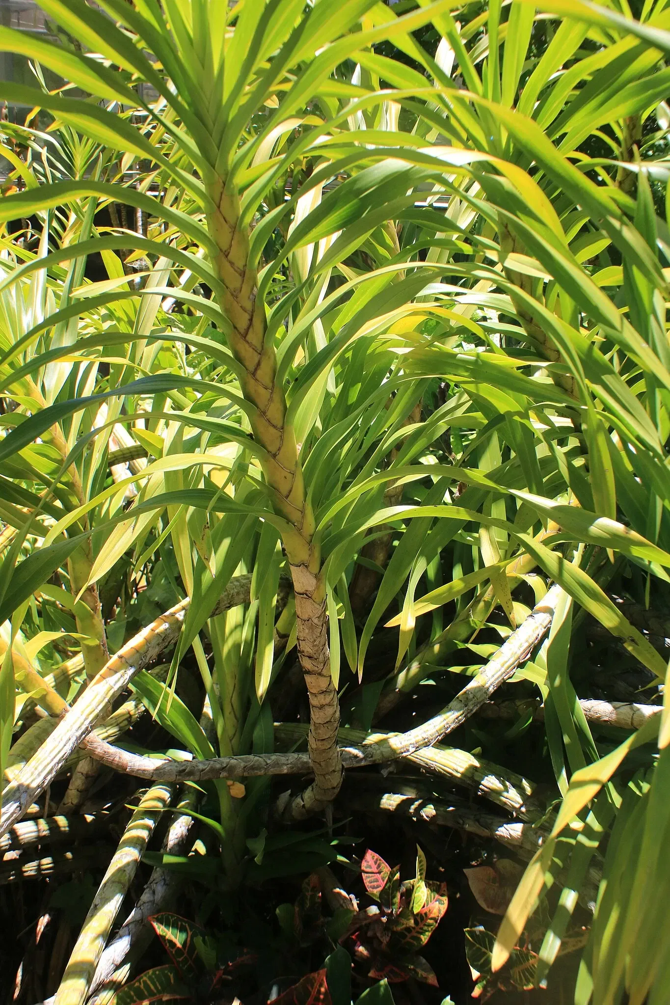 Foster Botanical Garden