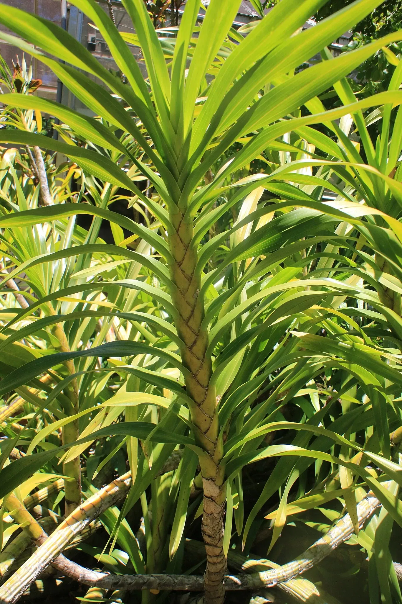 Foster Botanical Garden