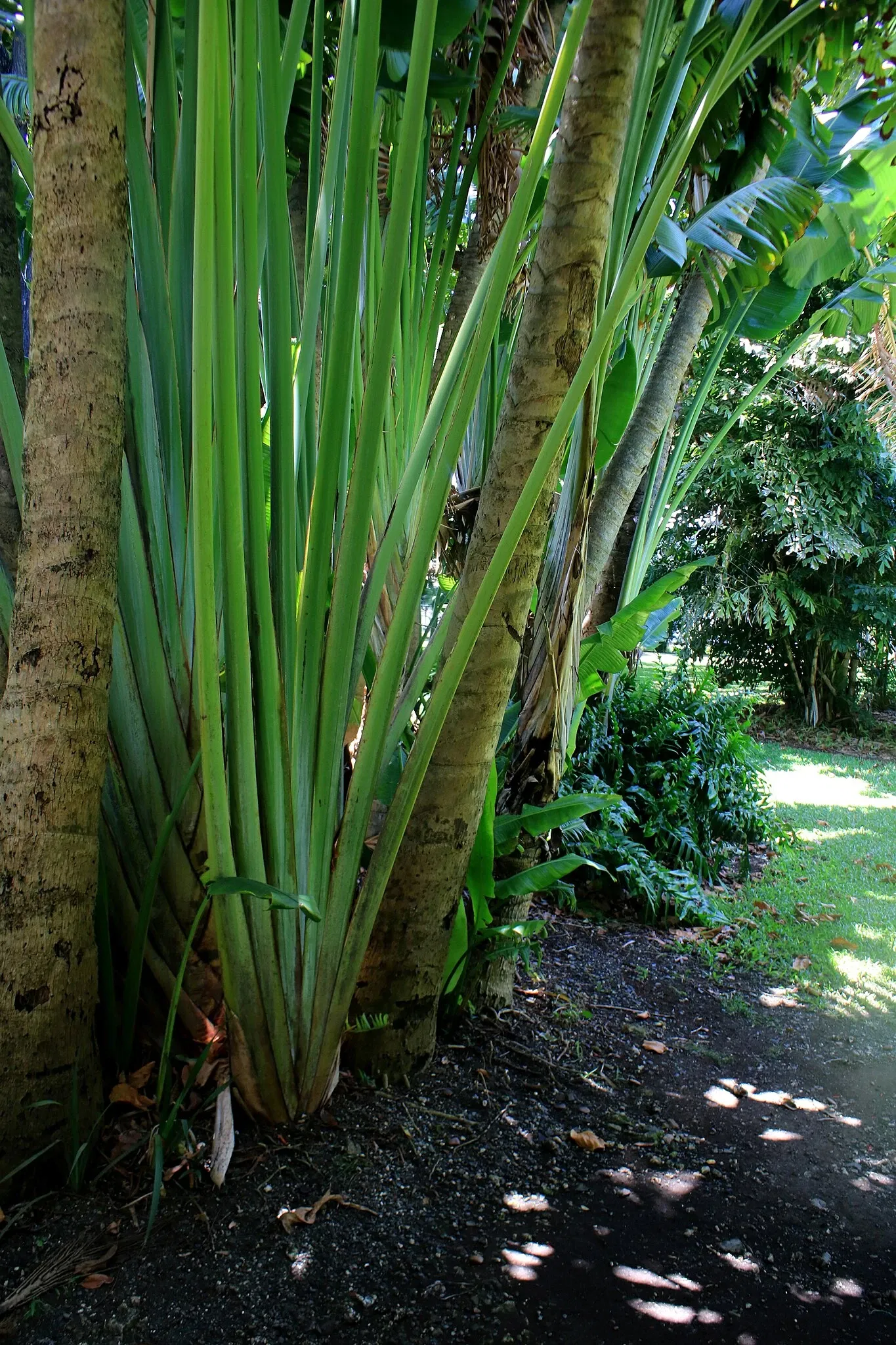 Jardín botánico Foster
