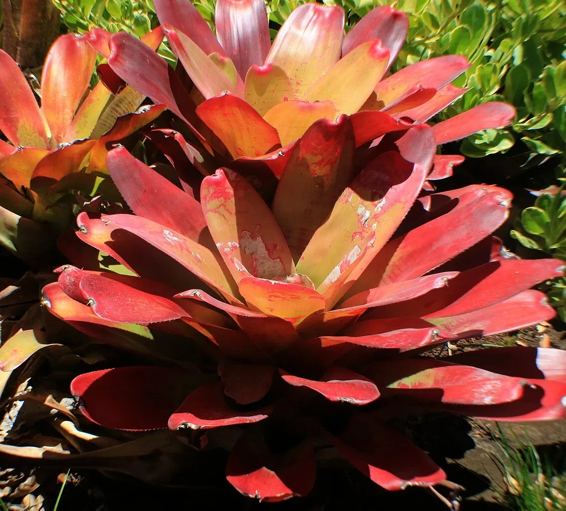 Foster Botanical Garden