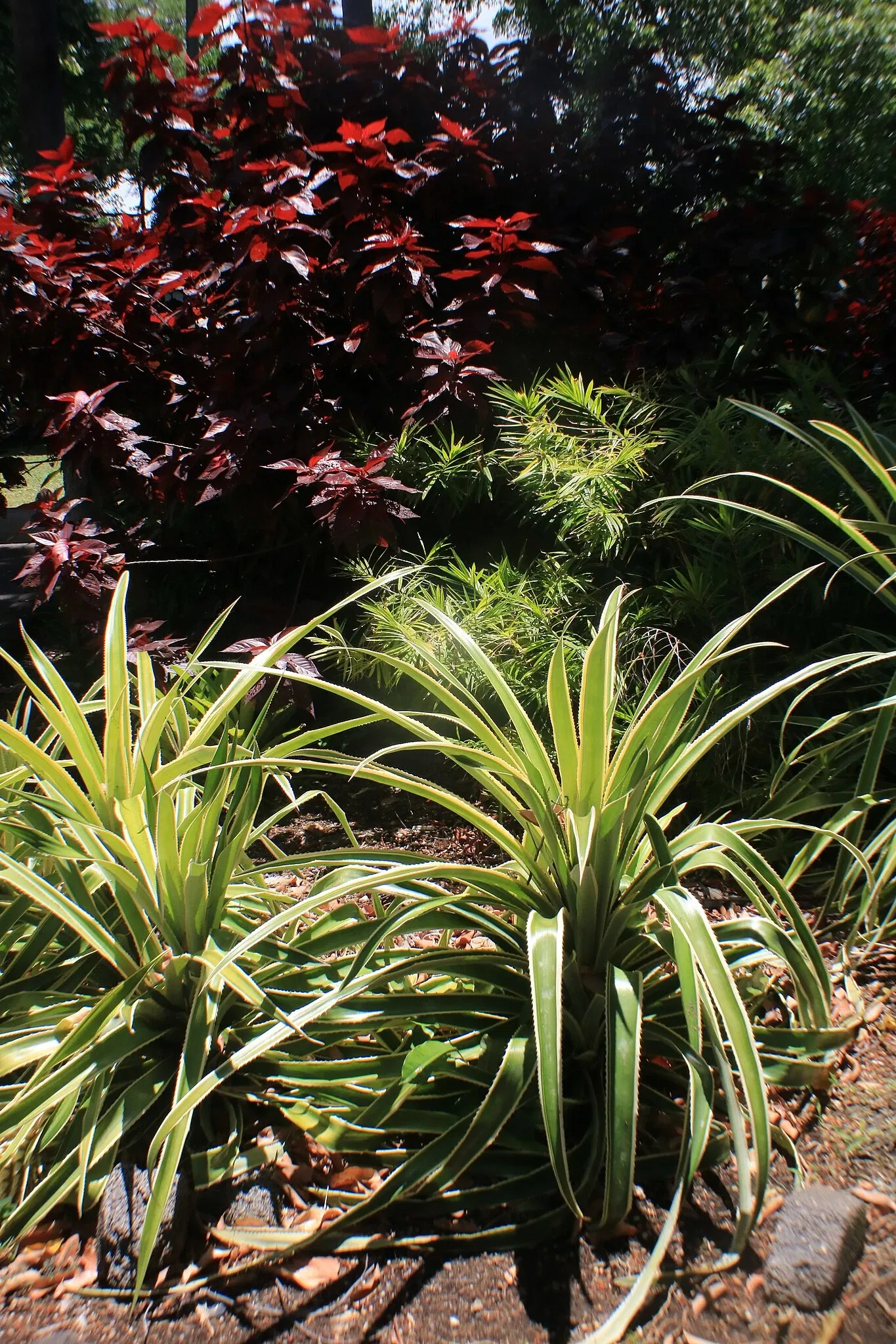 Foster Botanical Garden