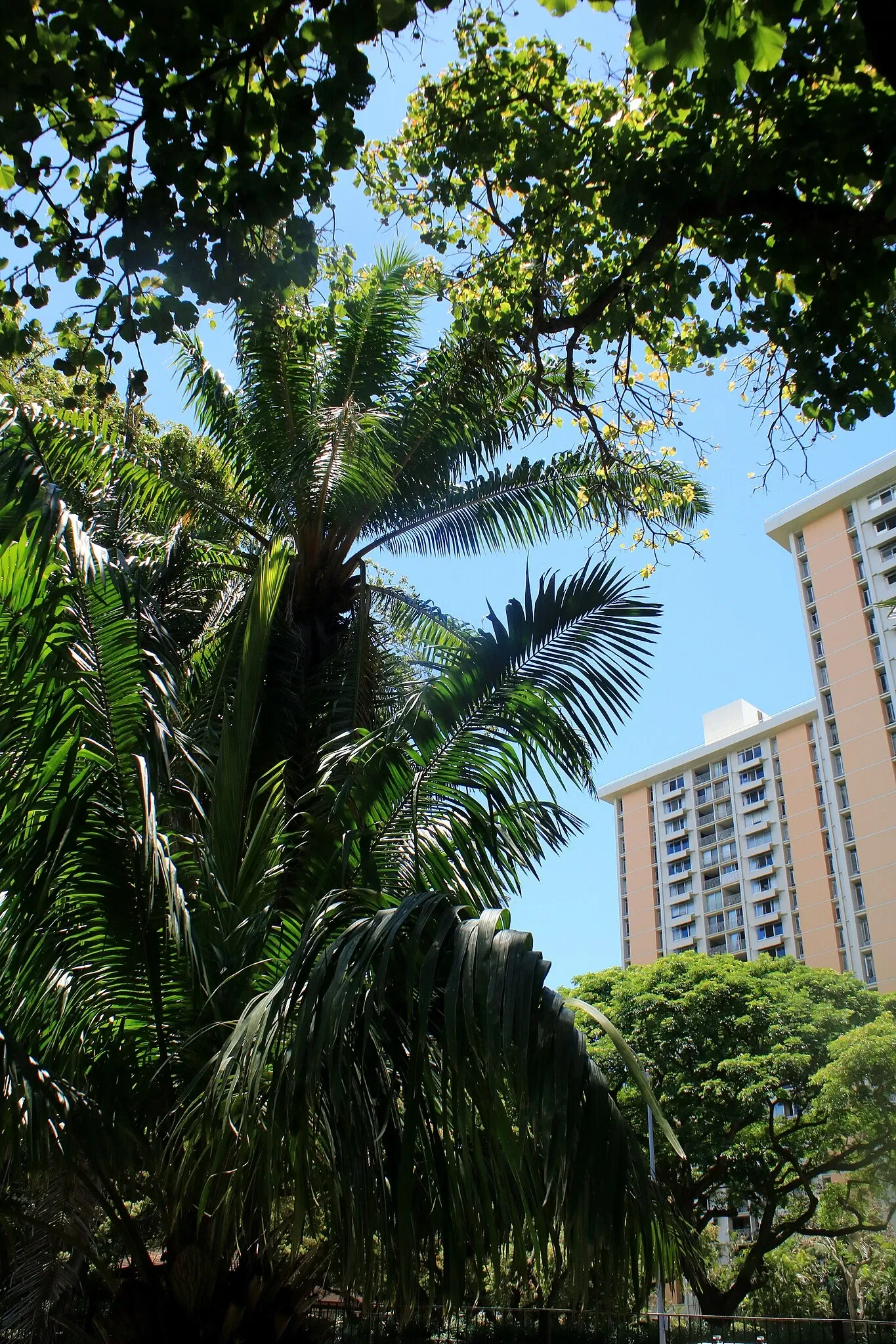 Jardín botánico Foster