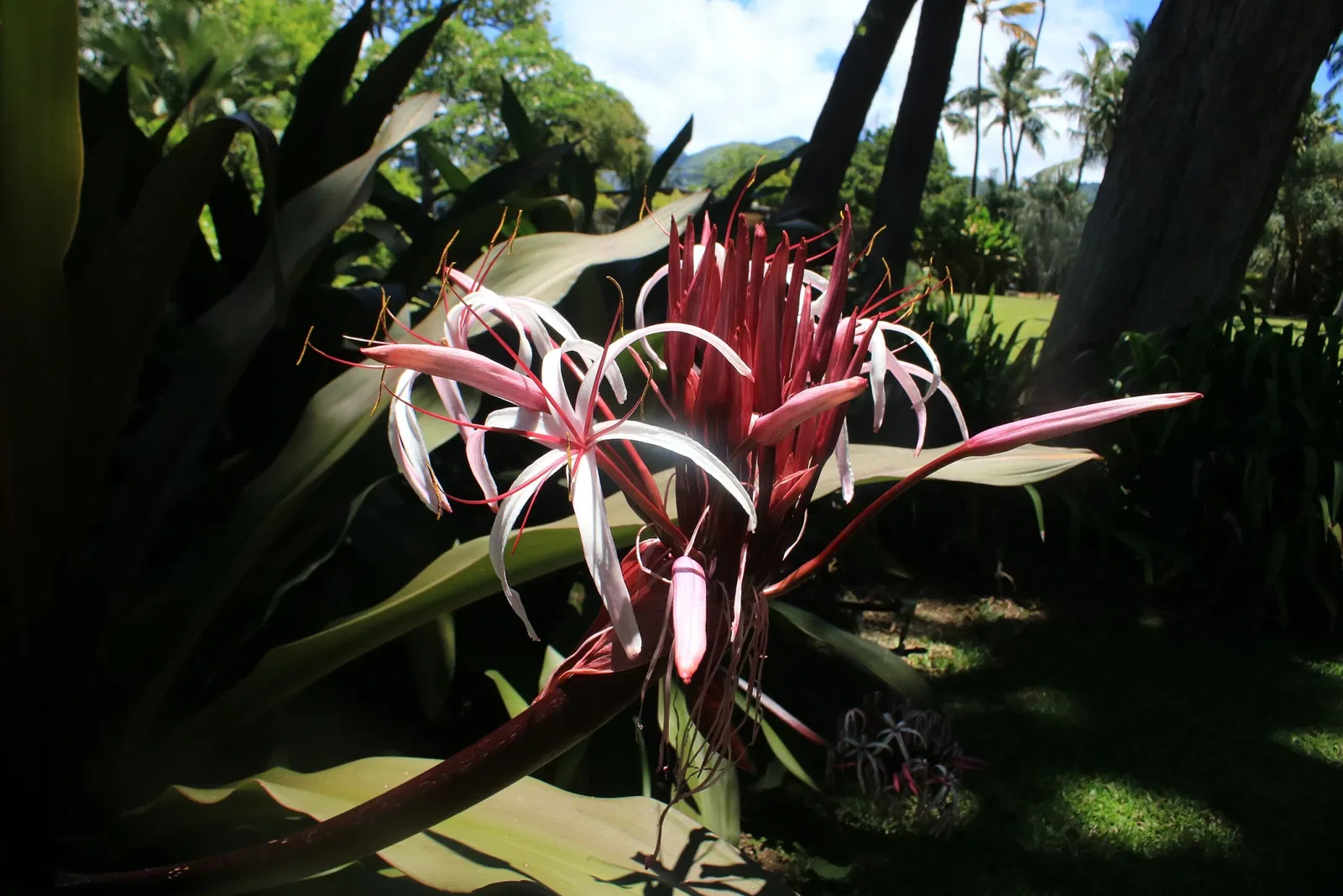 Foster Botanical Garden