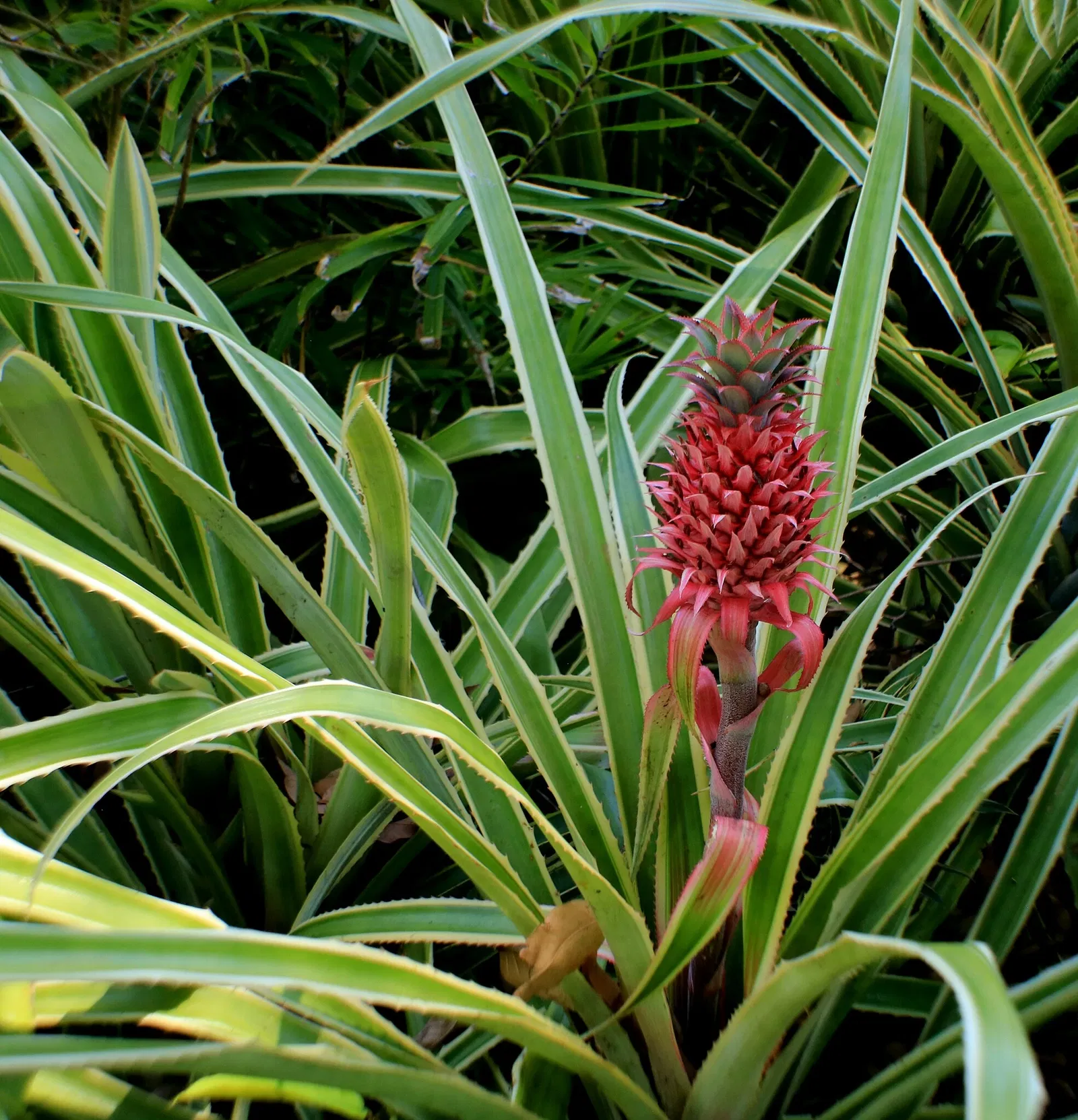 Foster Botanical Garden