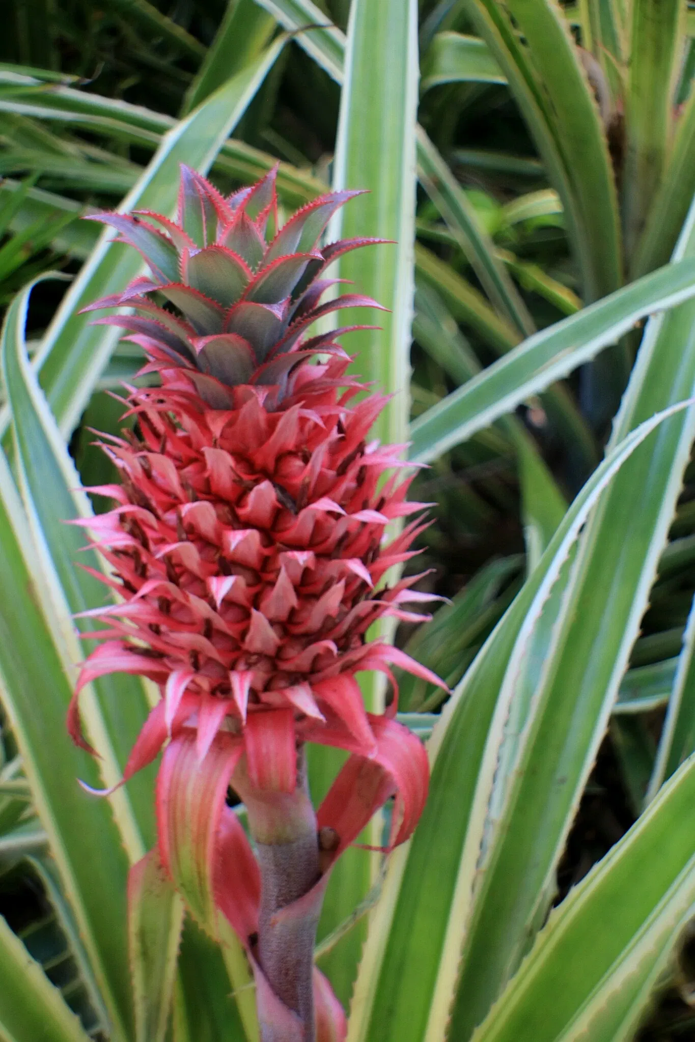 Foster Botanical Garden