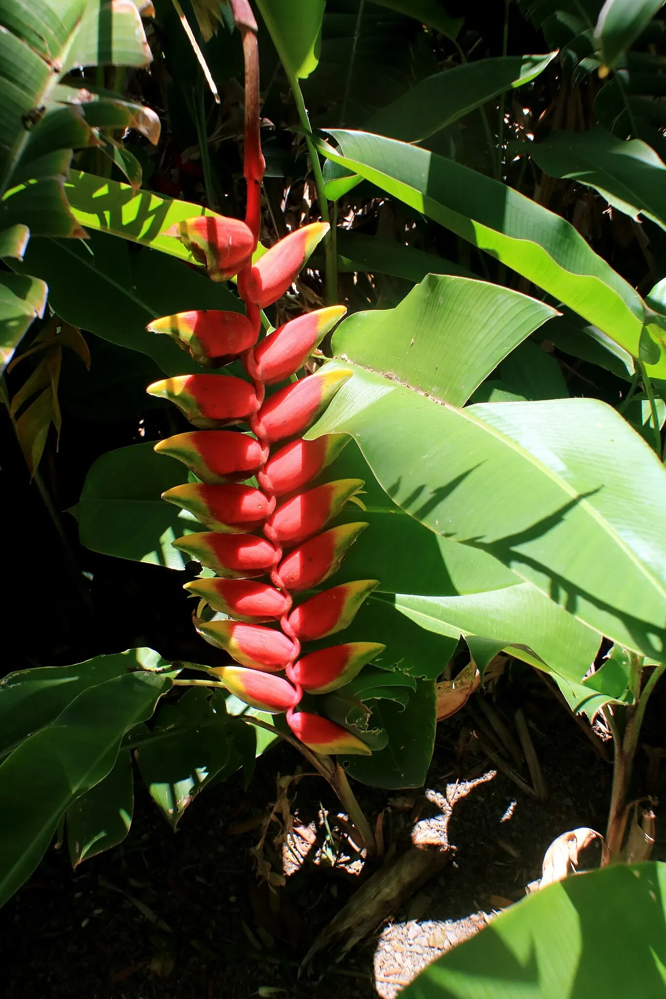 Foster Botanical Garden