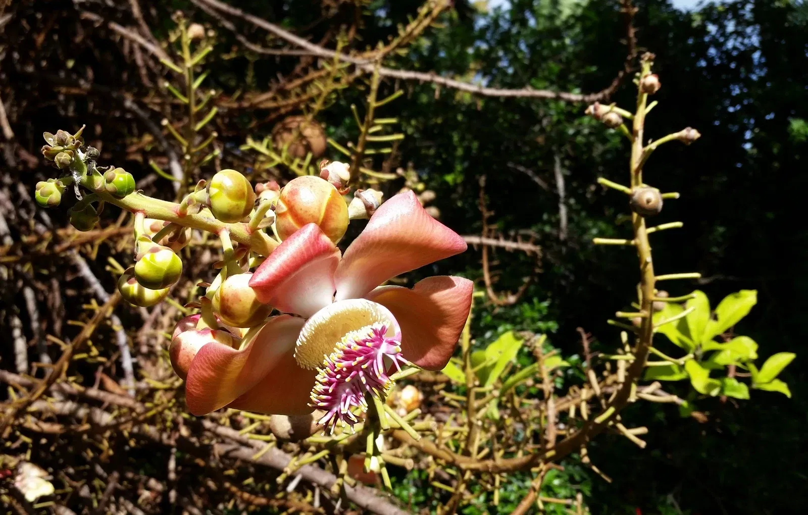 Foster Botanical Garden