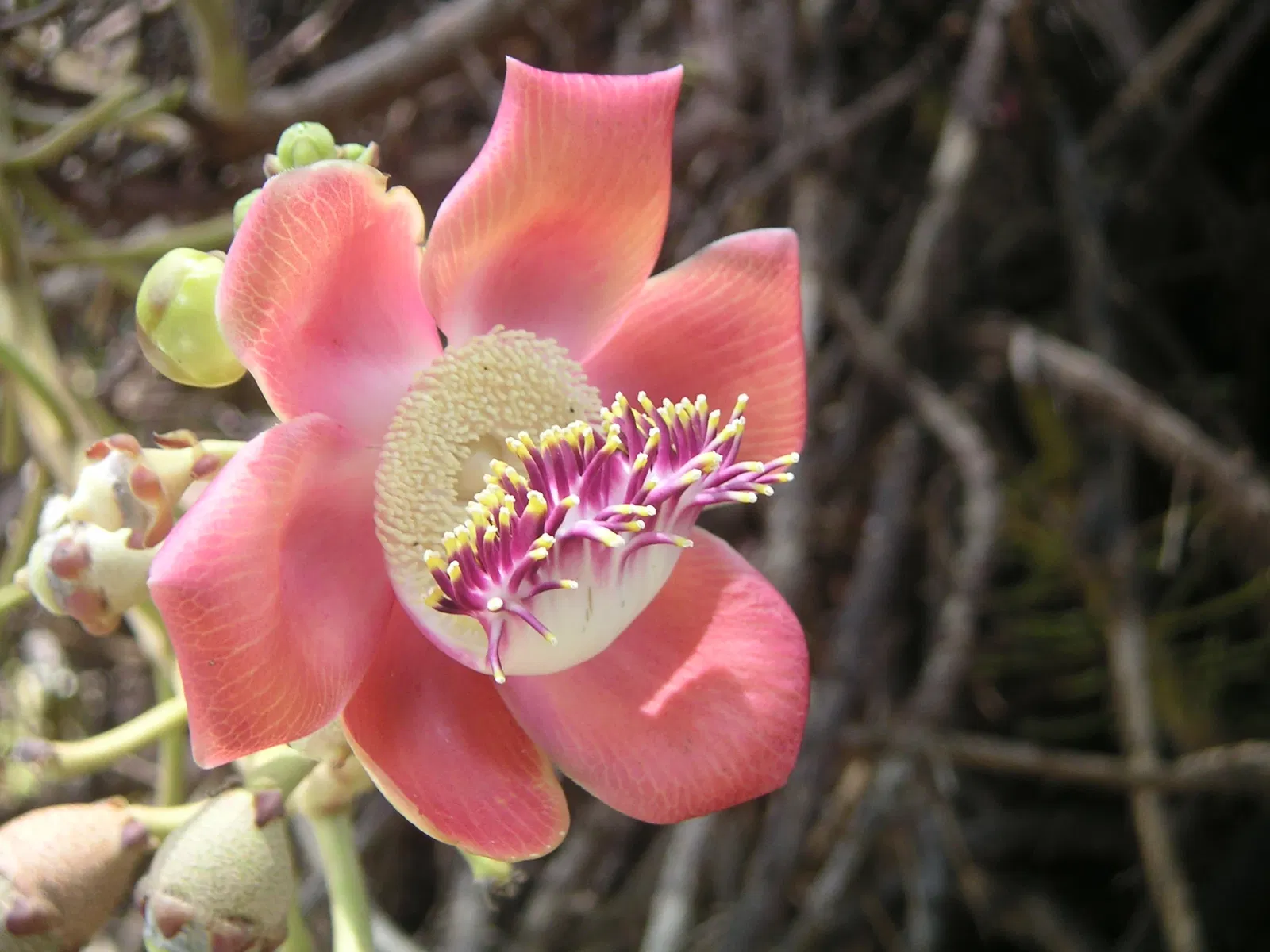 Foster Botanical Garden