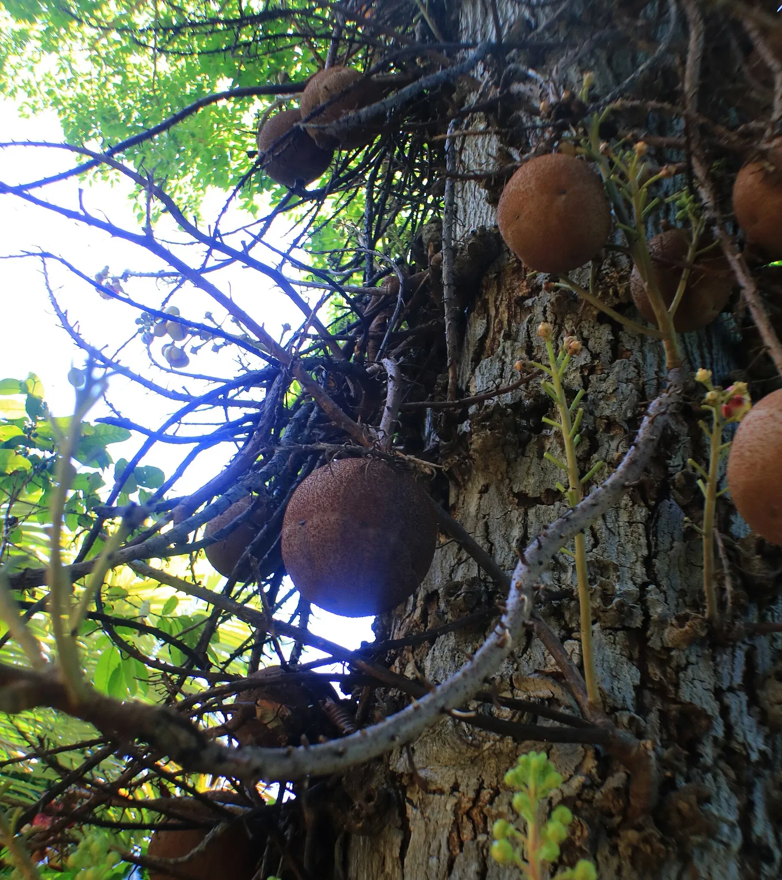 Foster Botanical Garden