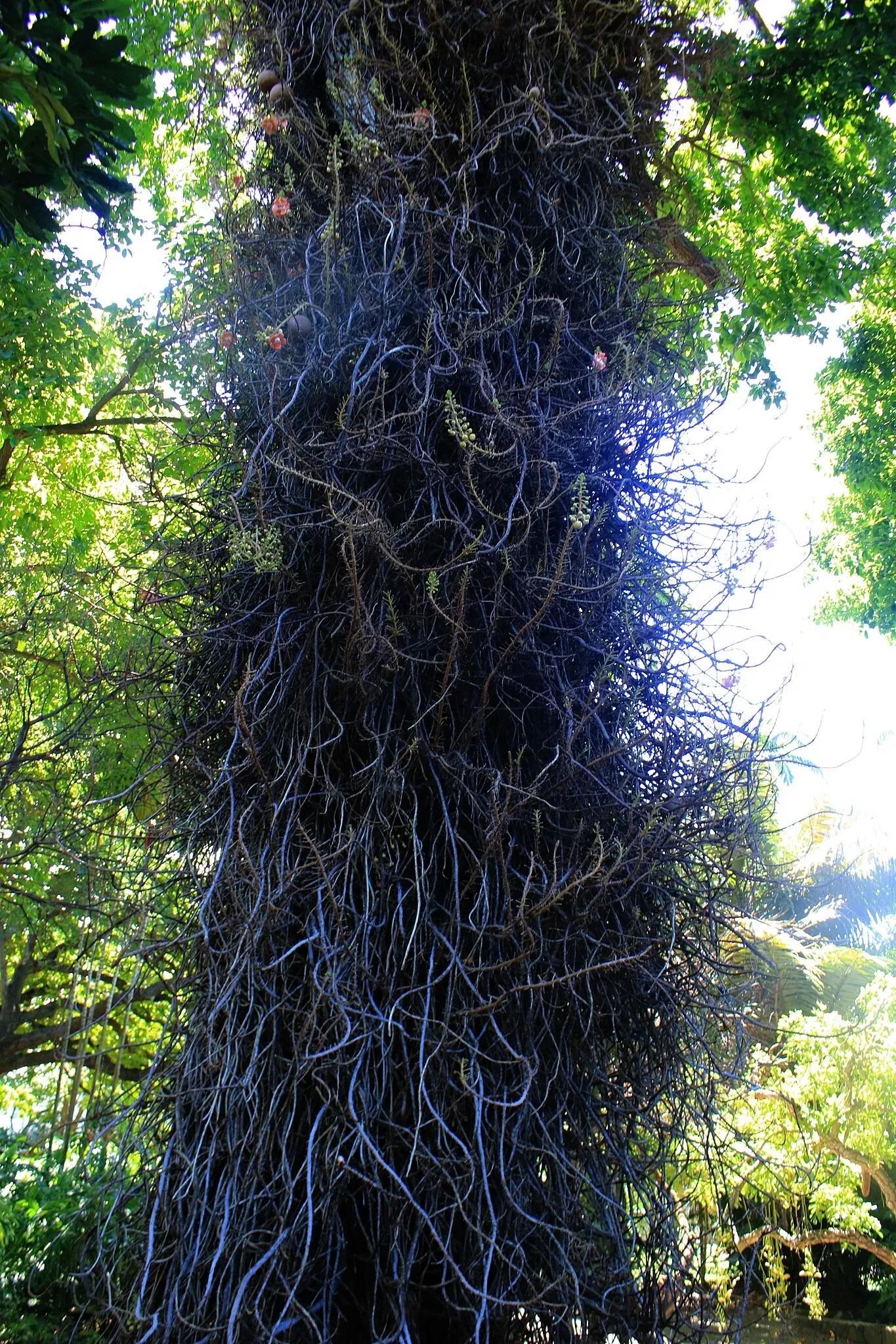 Jardín botánico Foster