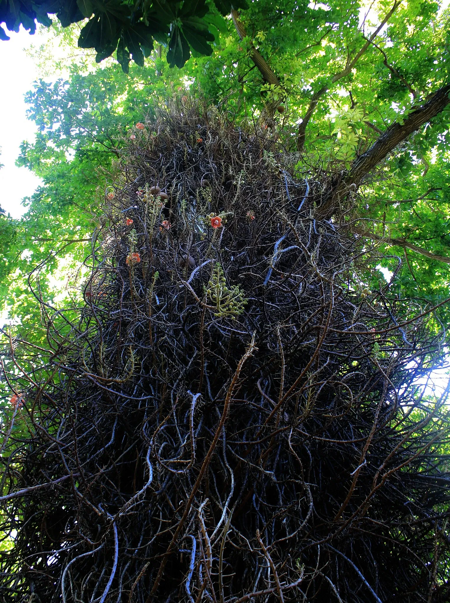 Foster Botanical Garden