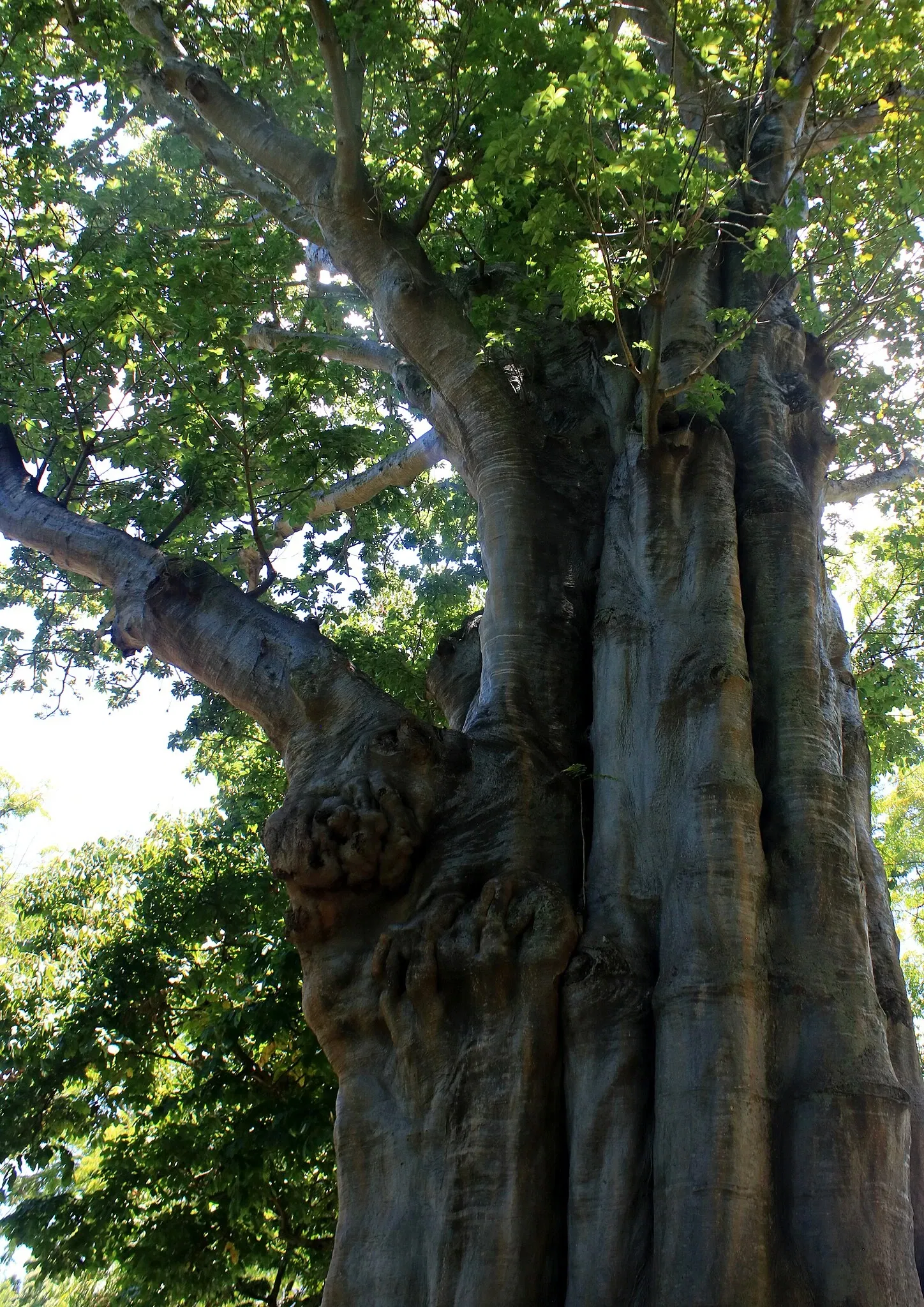 Jardín botánico Foster