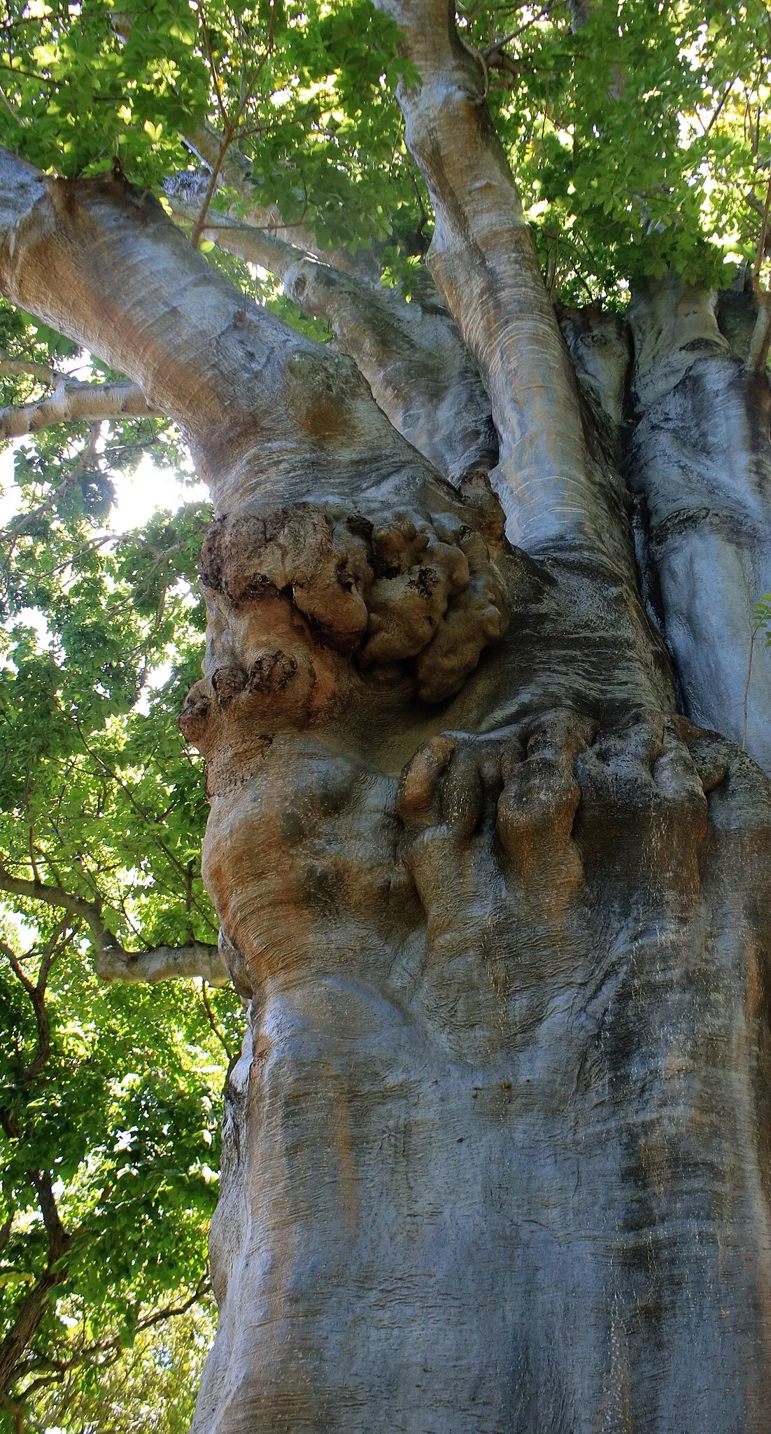 Foster Botanical Garden