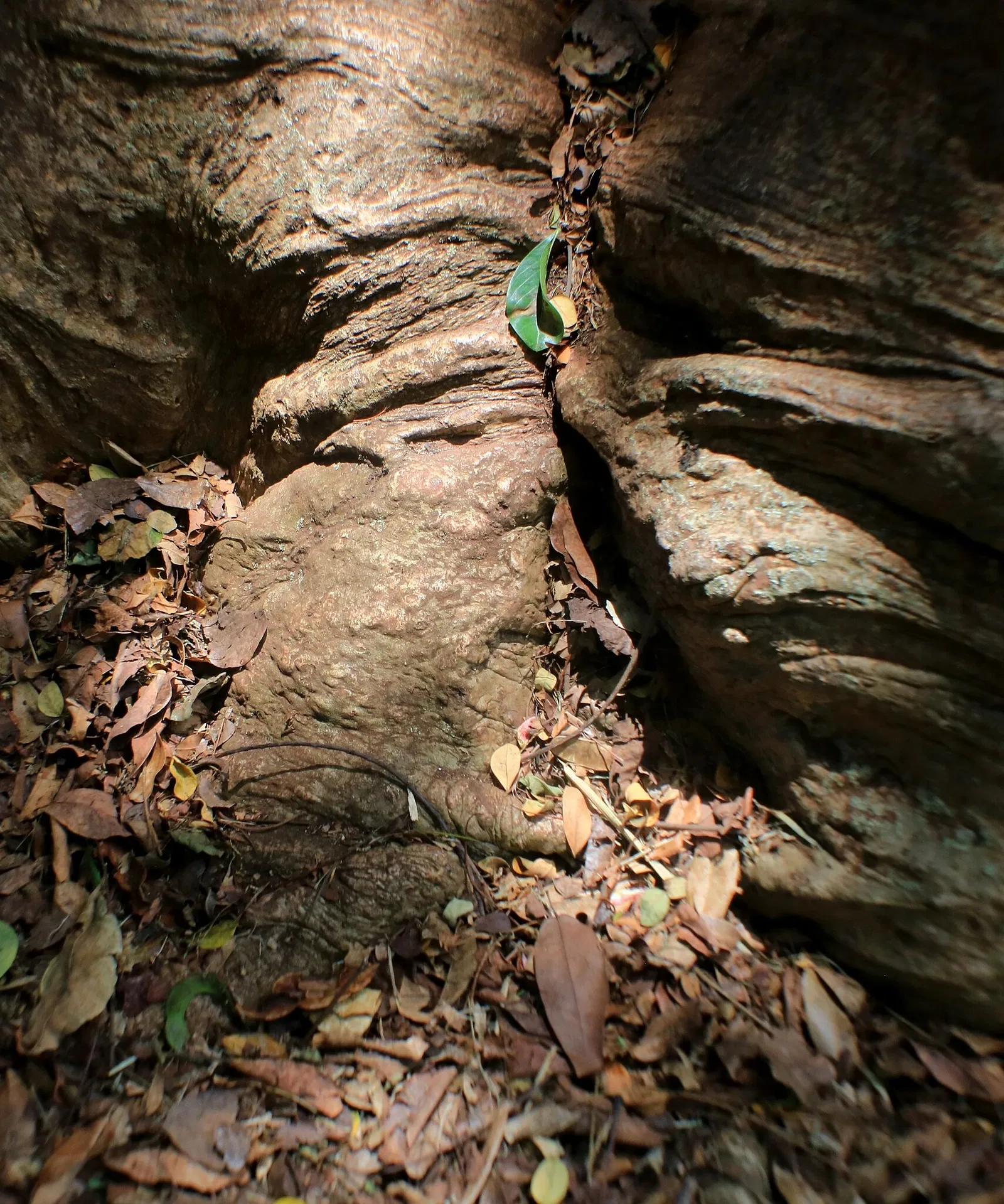 Foster Botanical Garden