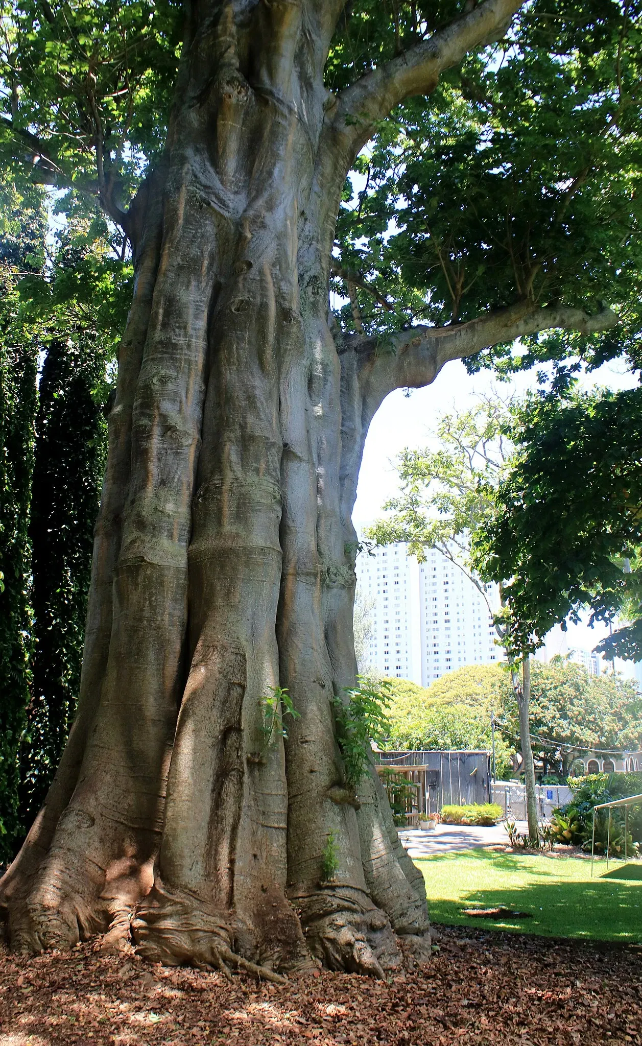Jardín botánico Foster
